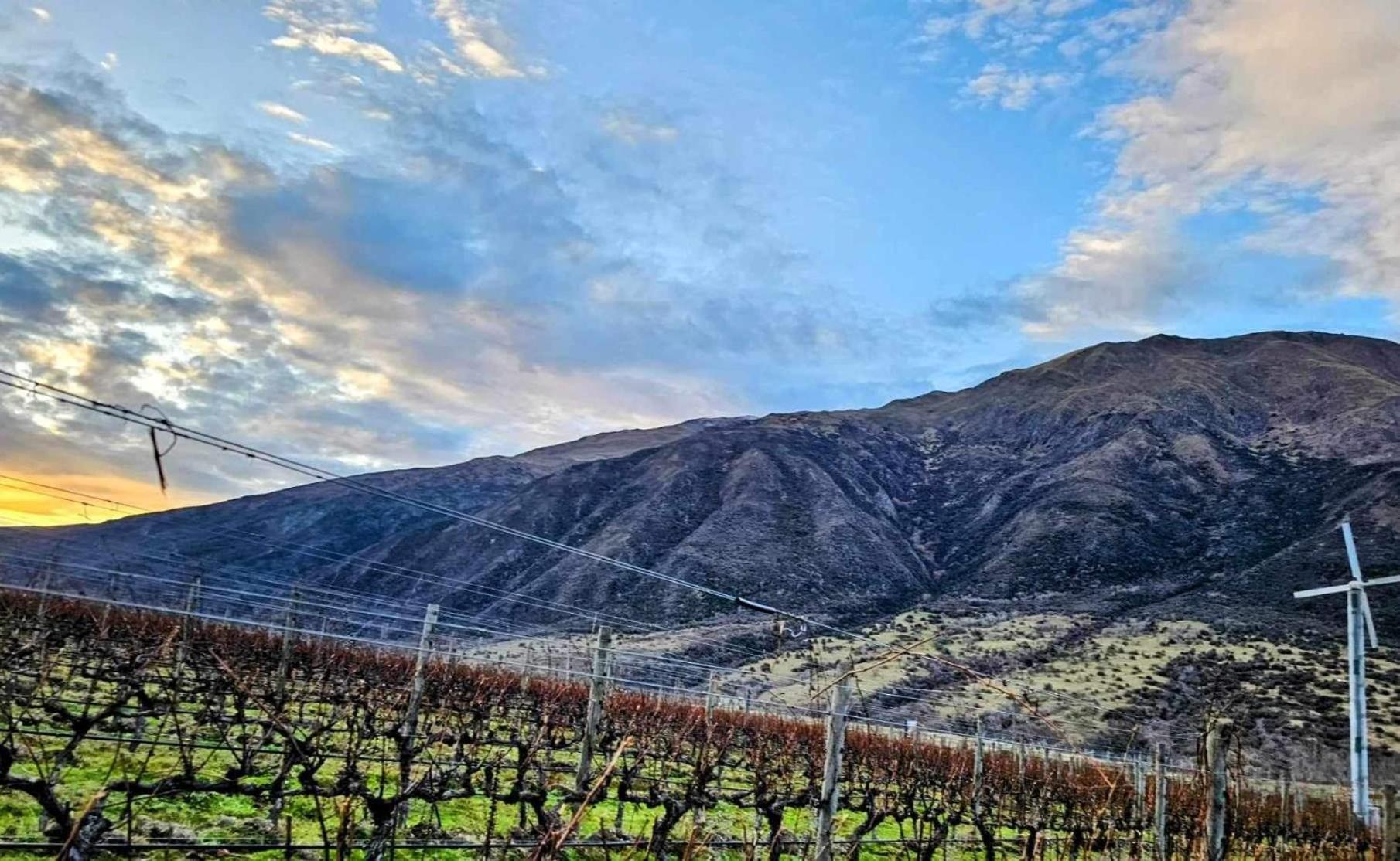 The Vines - Gibbston view 5