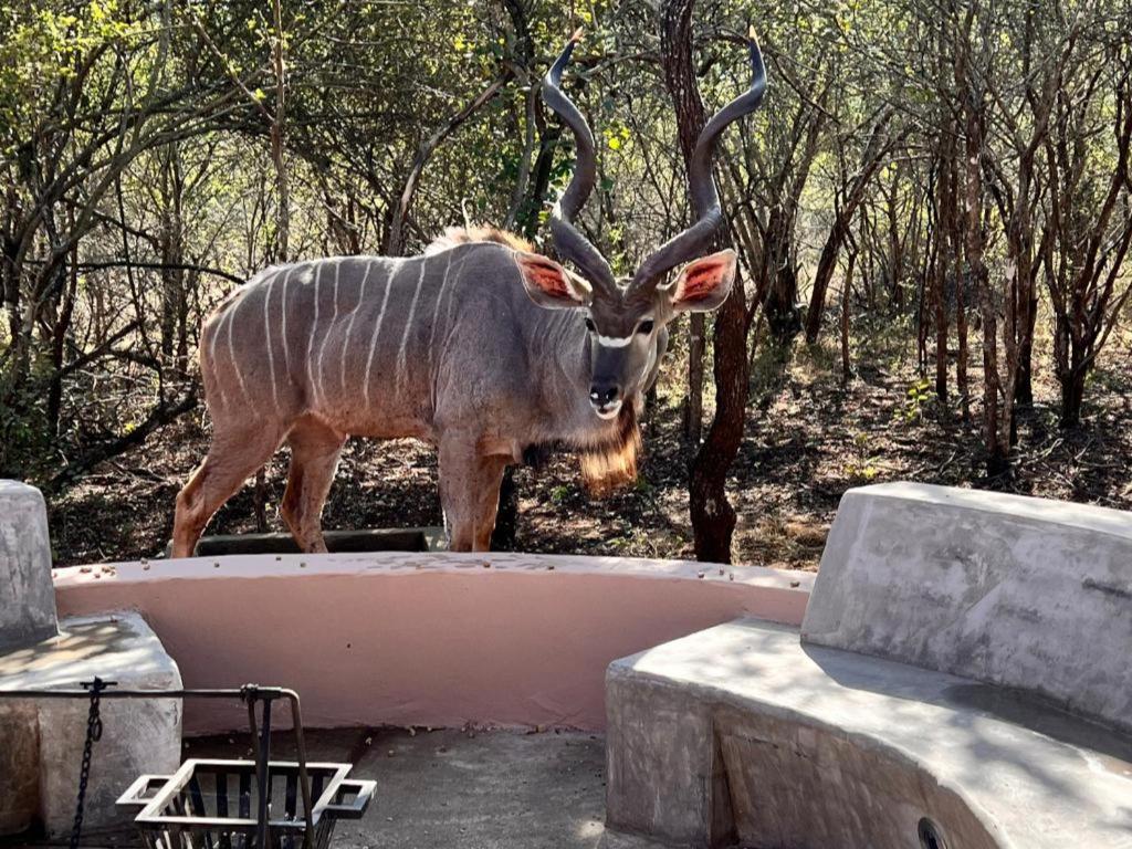 Bundu