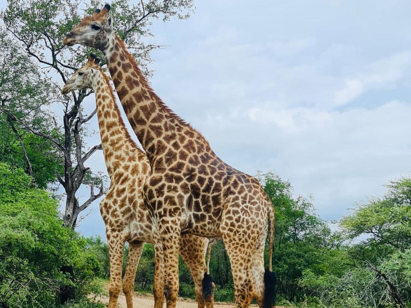 Bundu