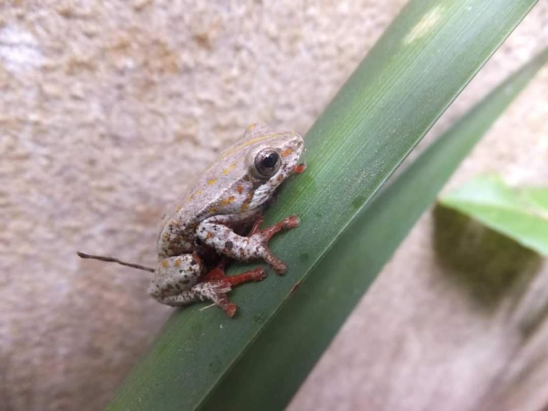 other