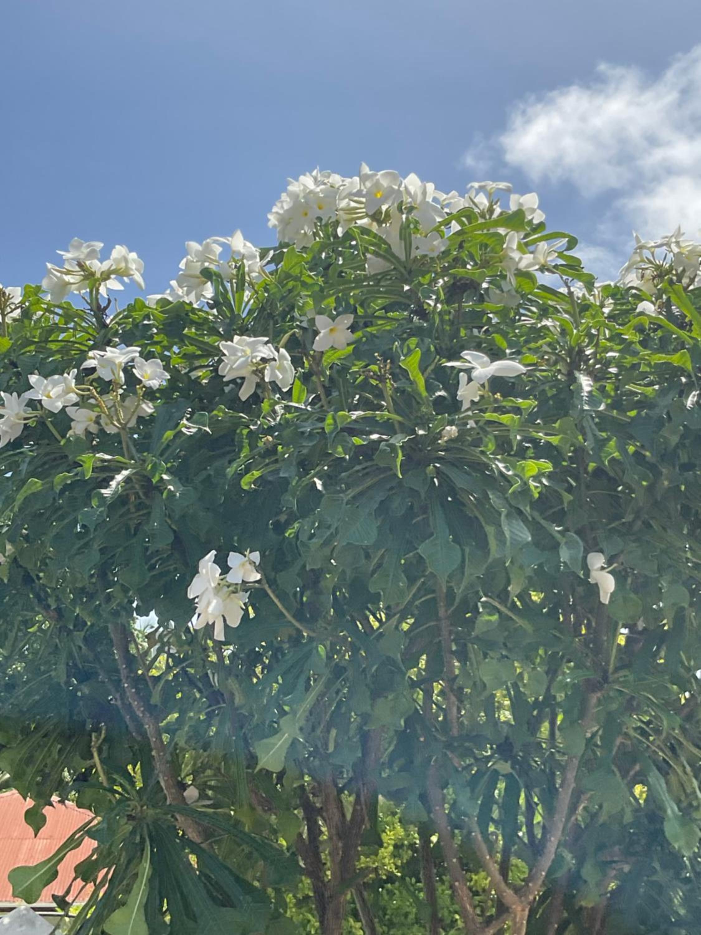 Le Chevalier Bay Guesthouse photo 4