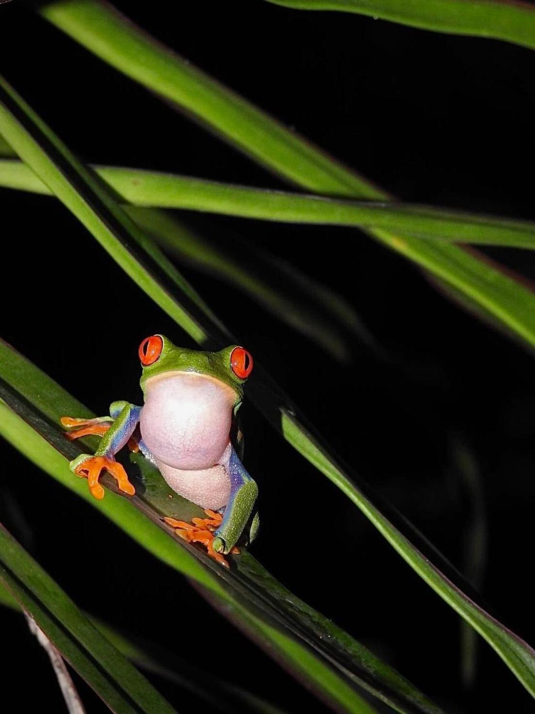 Santuario de Ranas - Explora nuestro paraíso natural