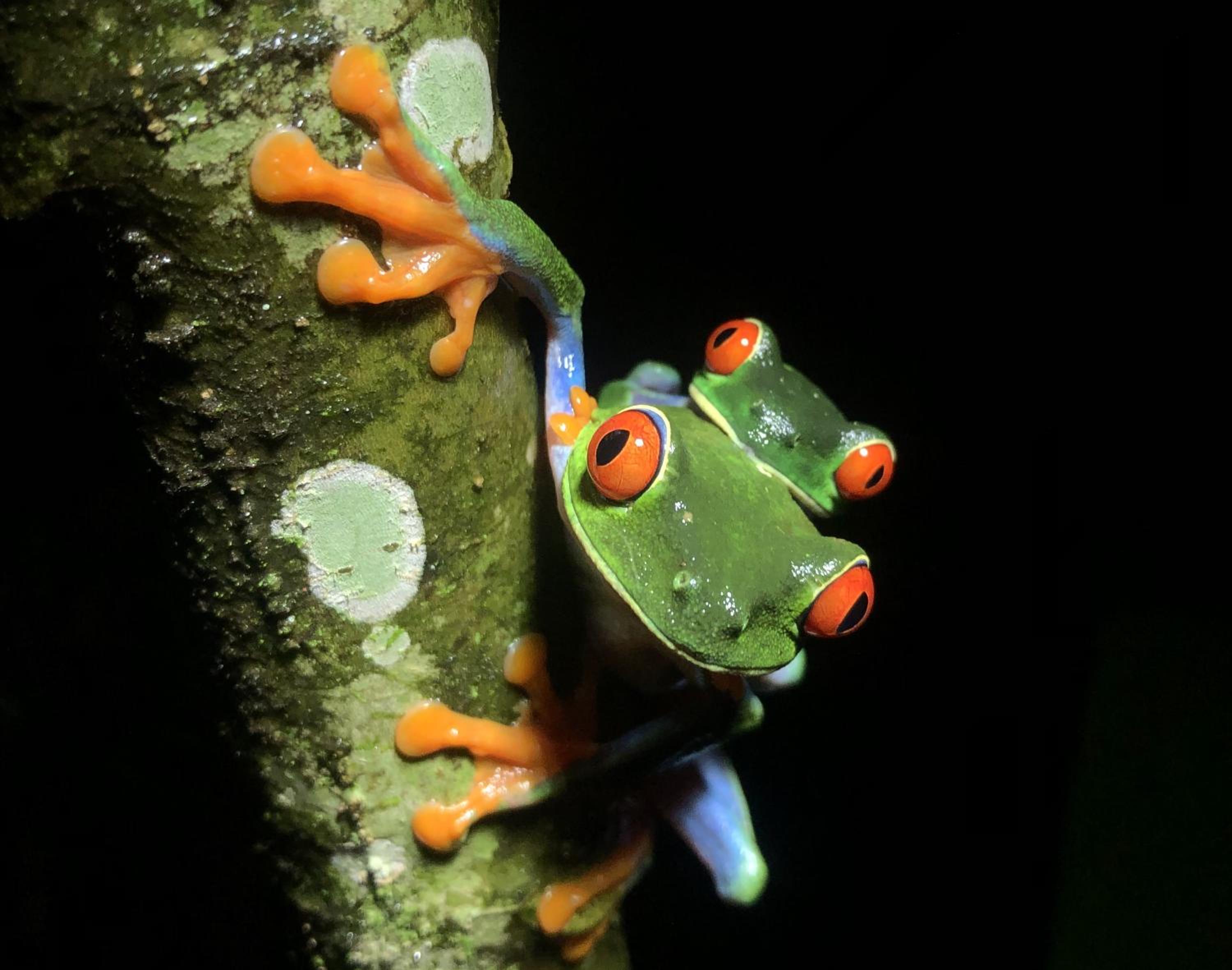 Santuario de Ranas - Explora nuestro paraíso natural