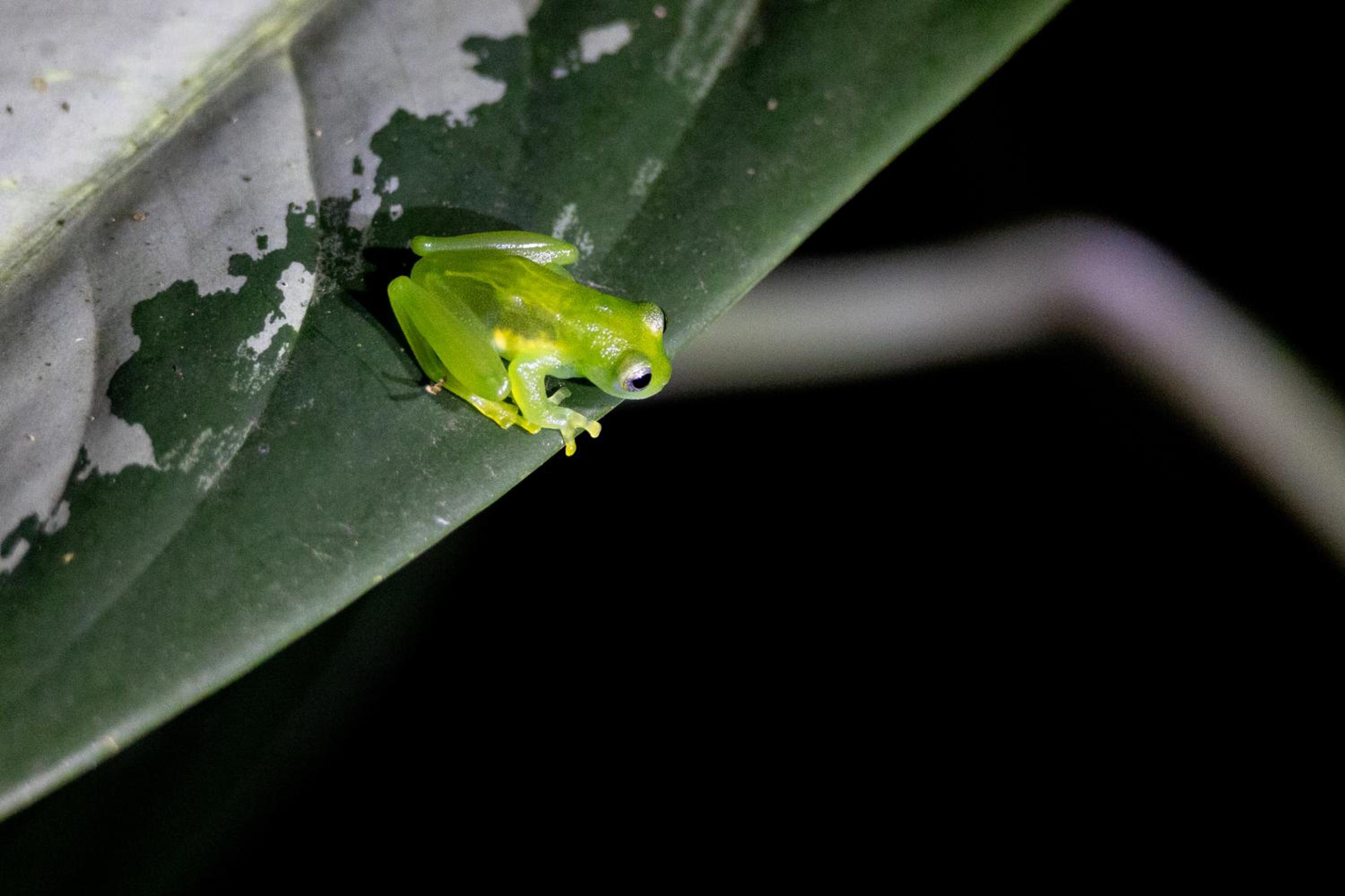 Santuario de Ranas - Explora nuestro paraíso natural