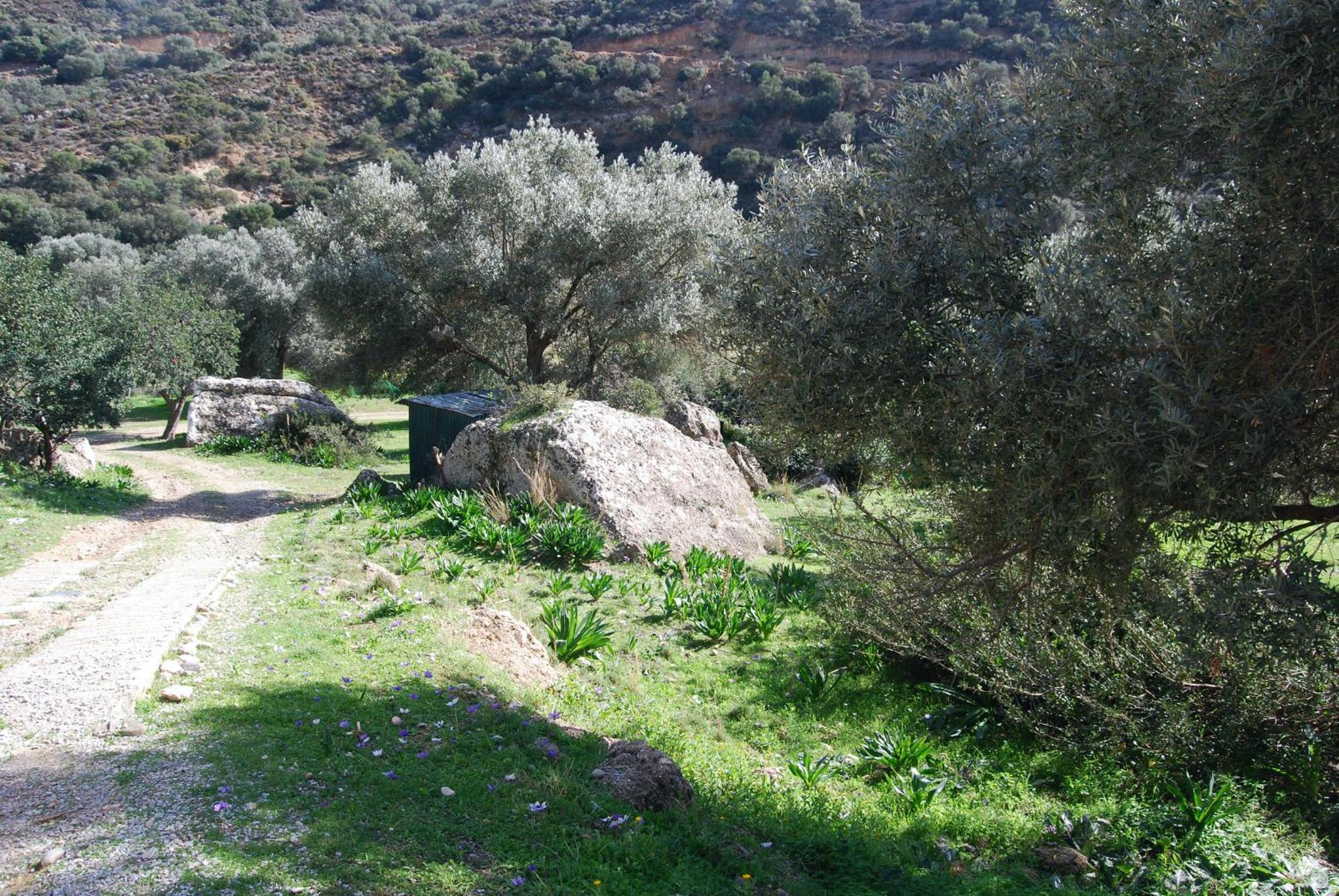 Meer an Oliven view 3