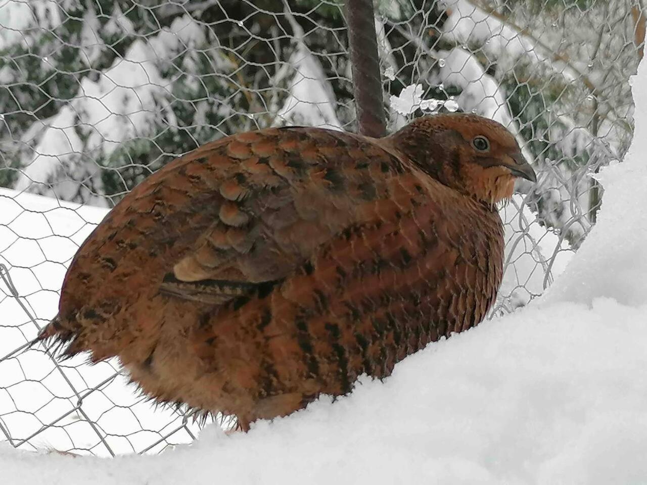 Appartamento accogliente di montagna a Cavagnago