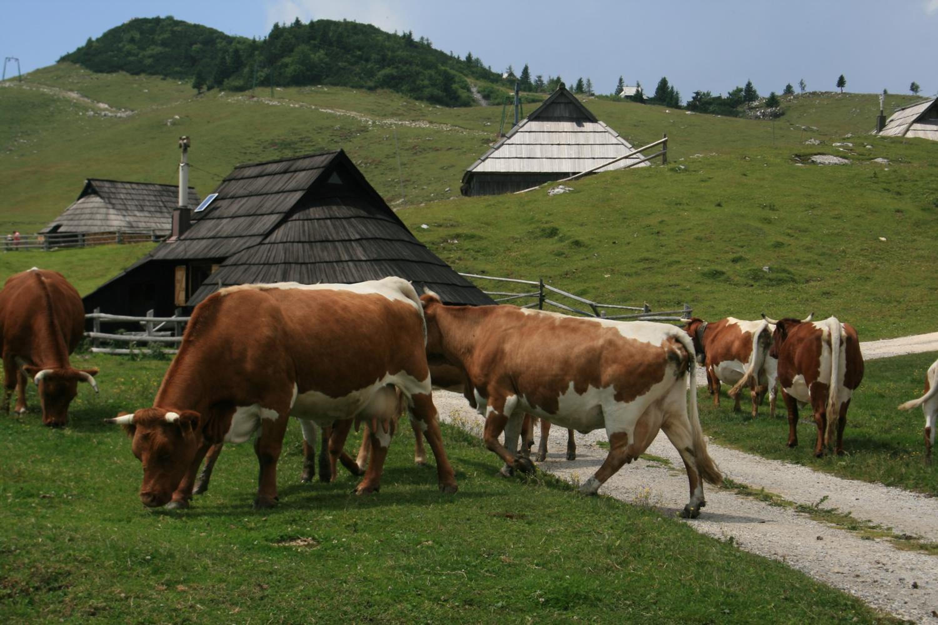 Photo 41