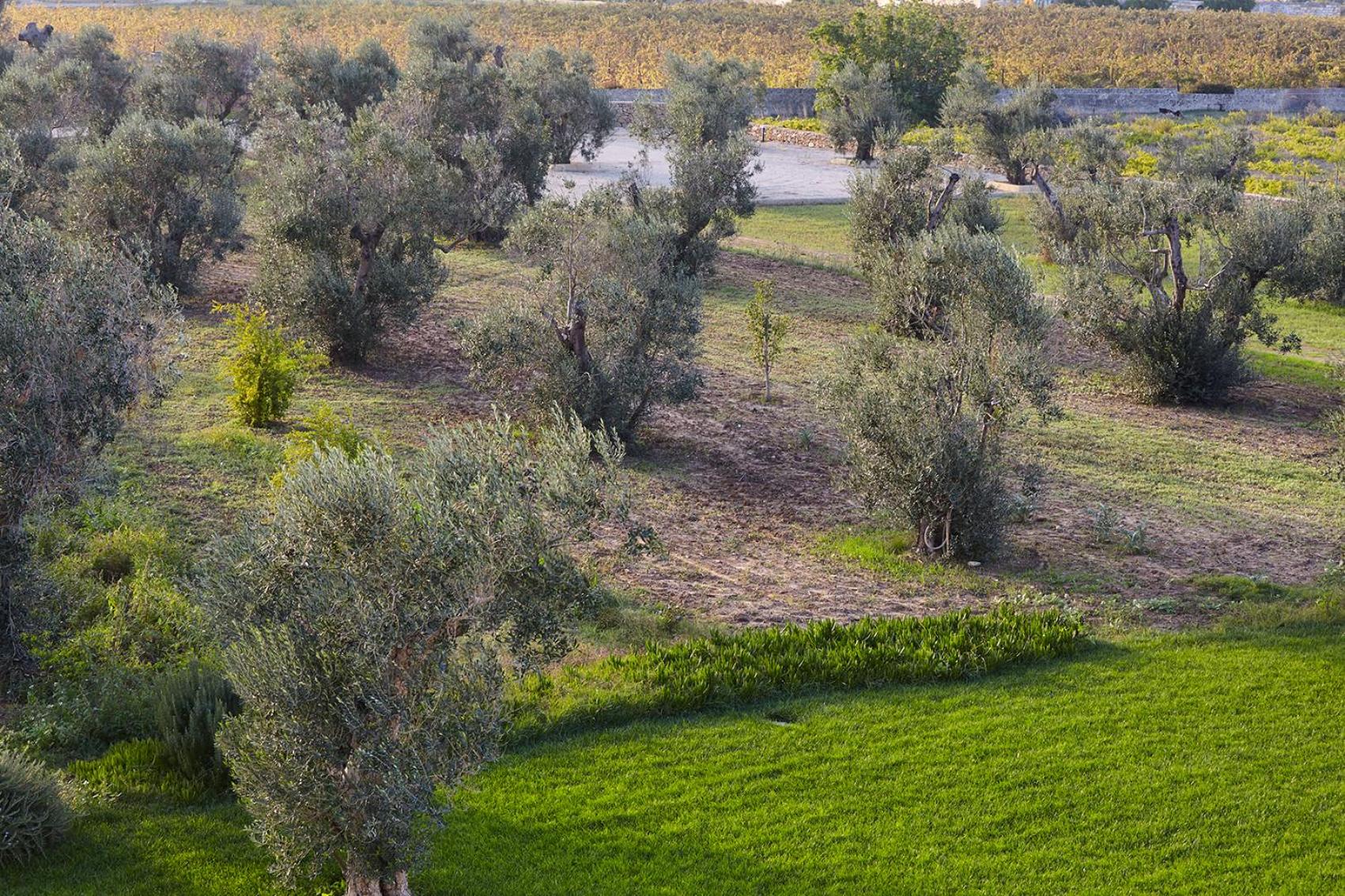 HOUSE OF RODOGALLO view 4
