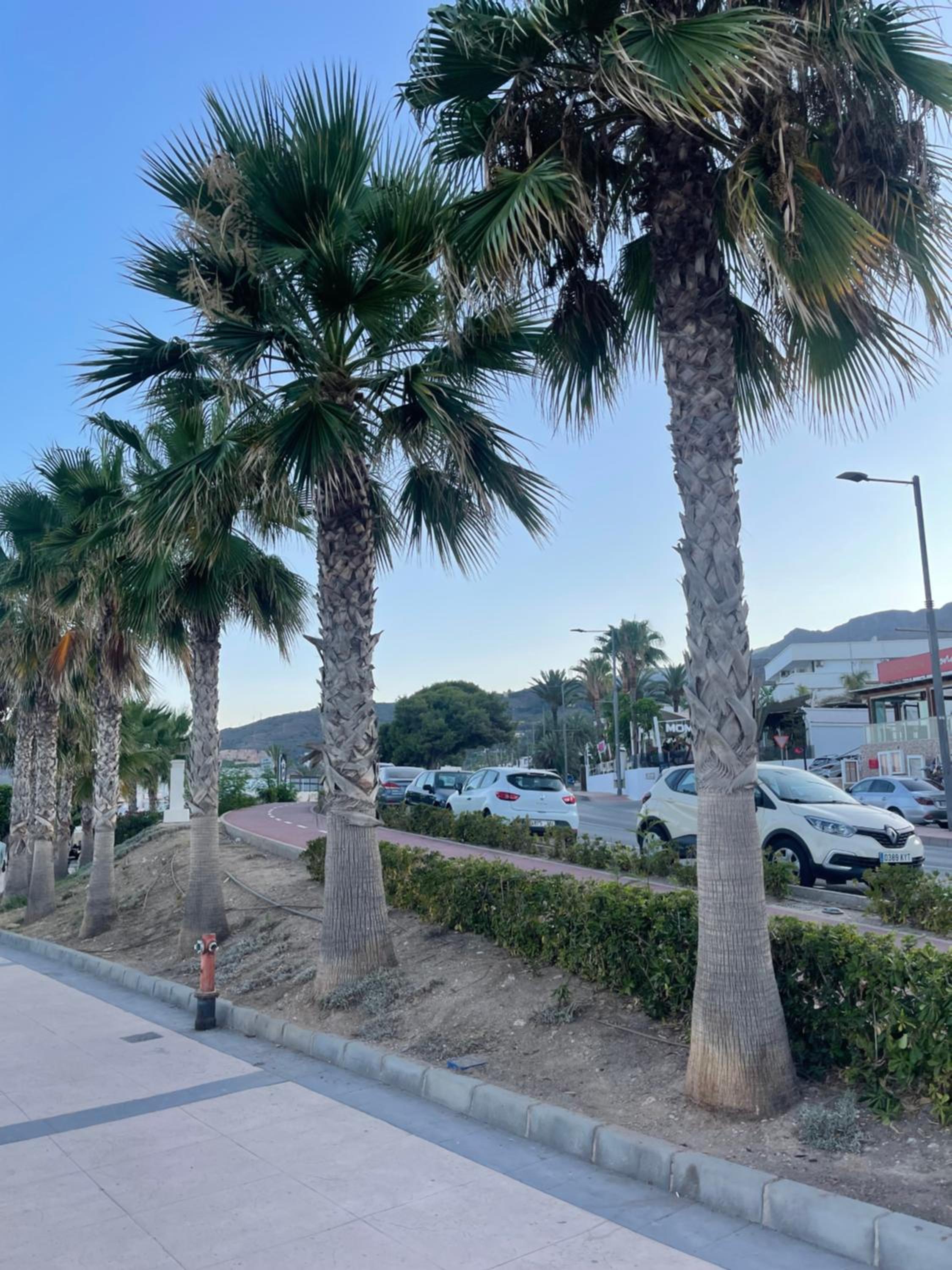 Casa Palmera