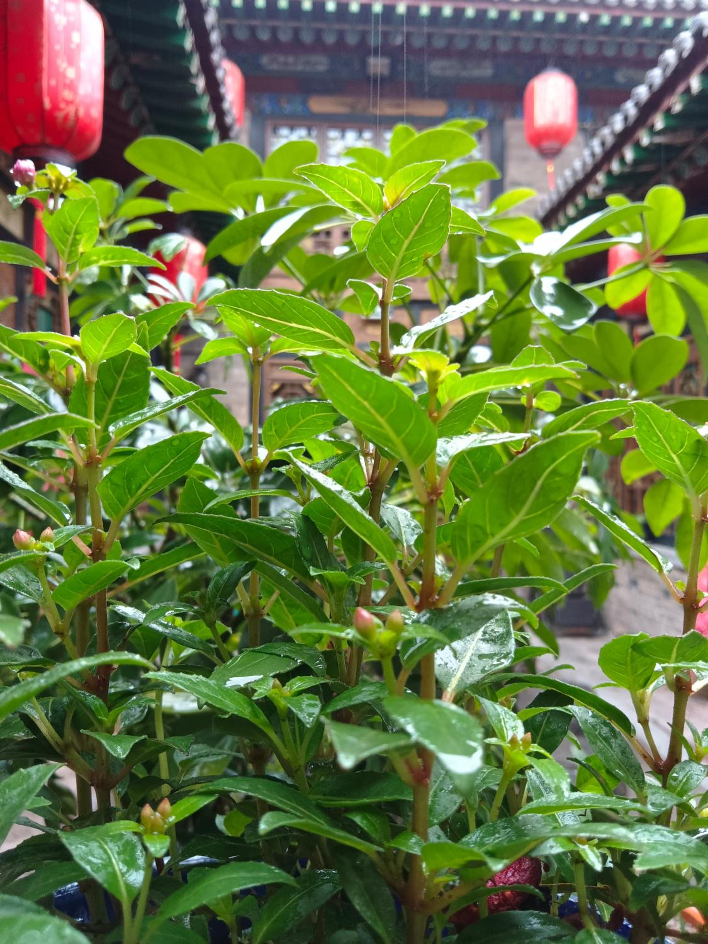 Pingyao Hu lu wa Home Inn
