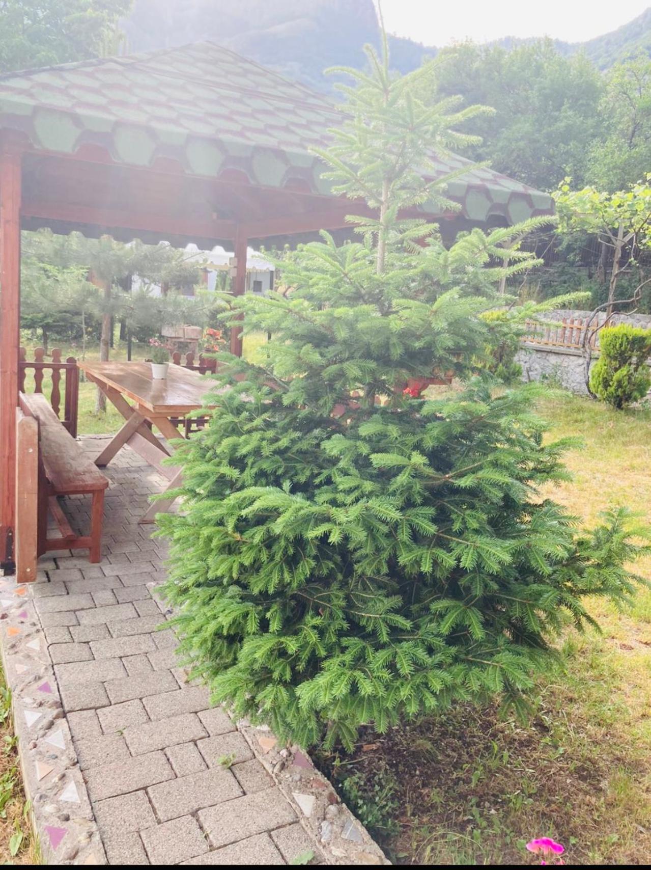 Paja Guesthouse - Camping