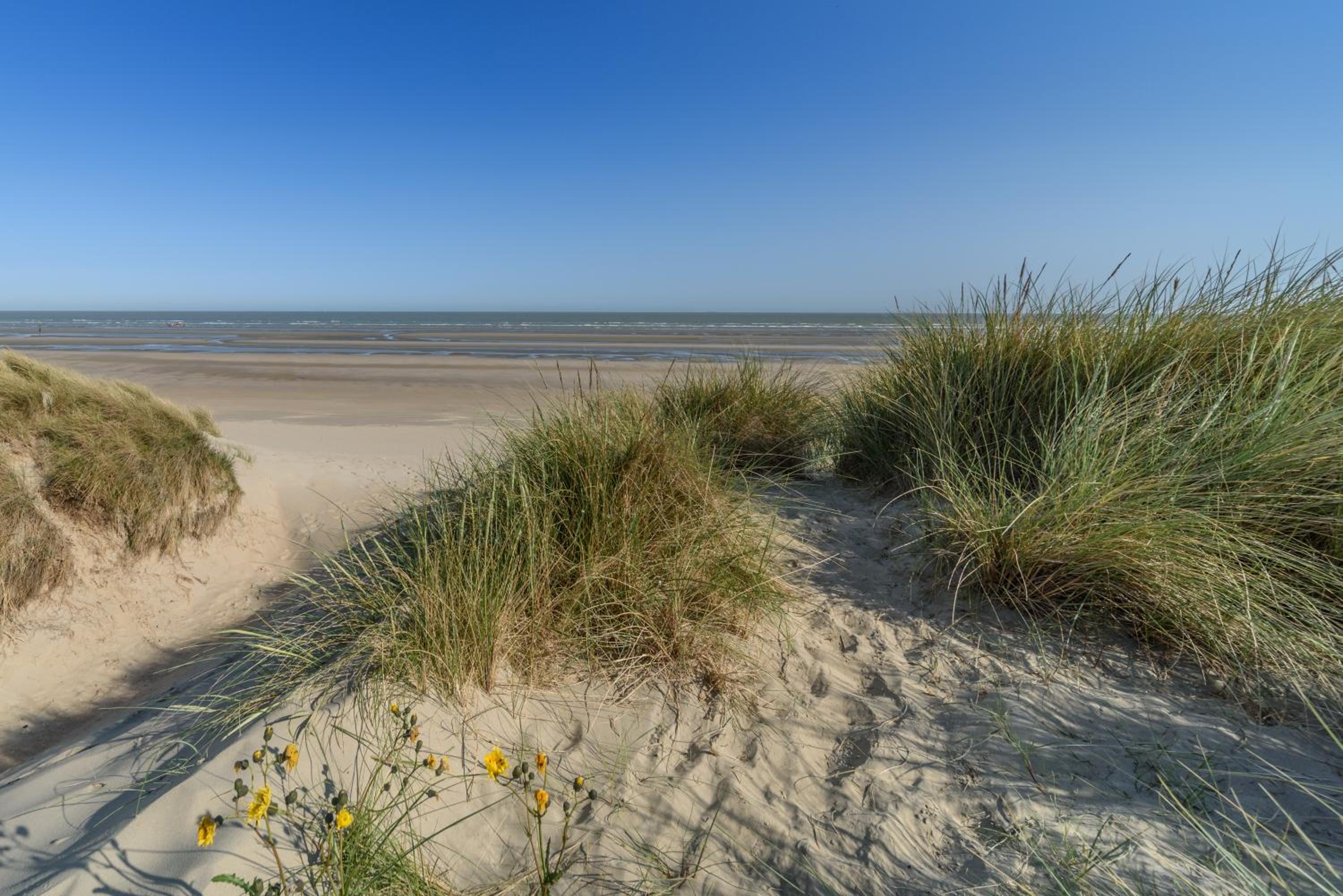 Le Calme des Dunes