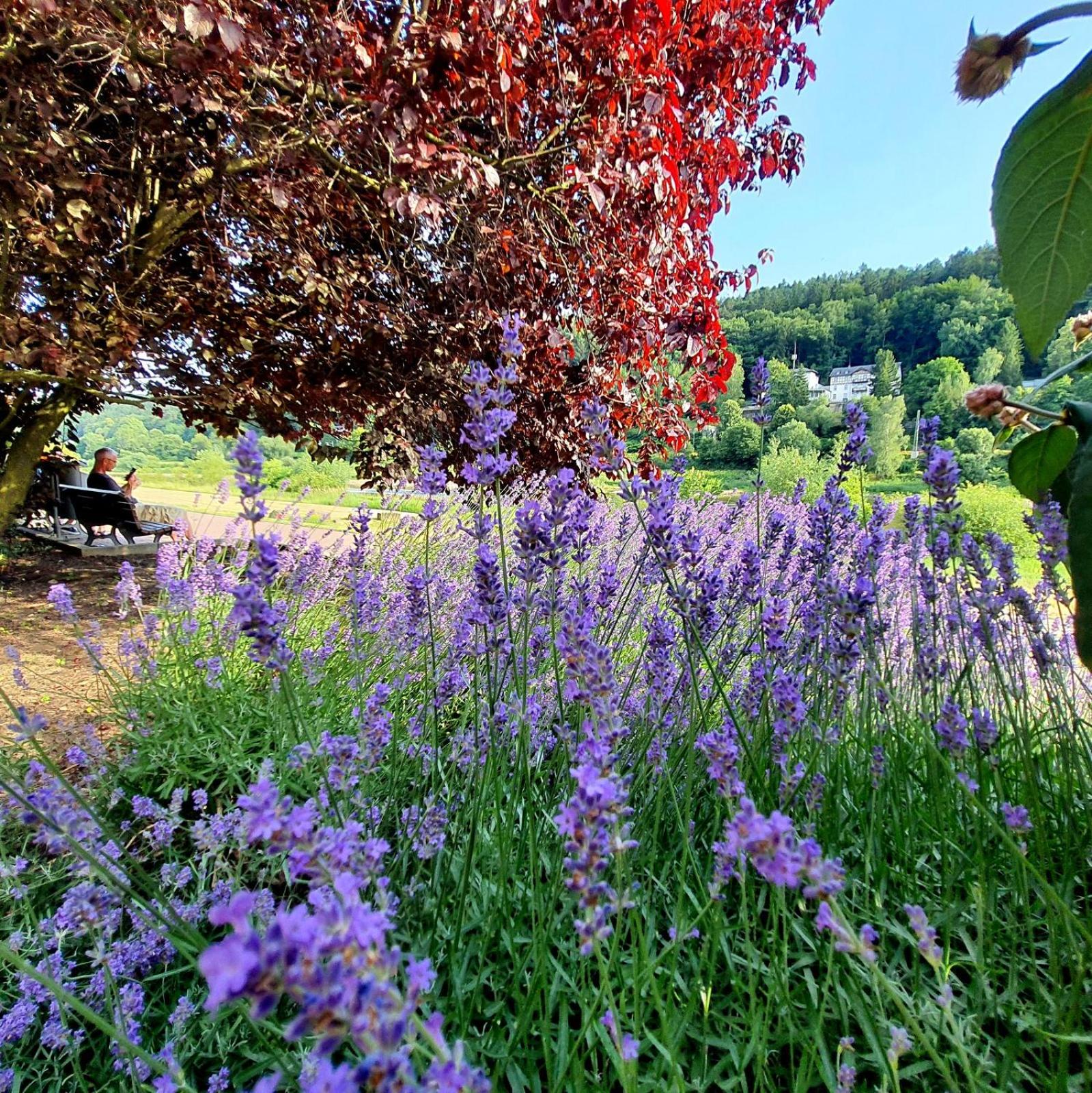 ArtHouse Am Kurpark Bad Schandau