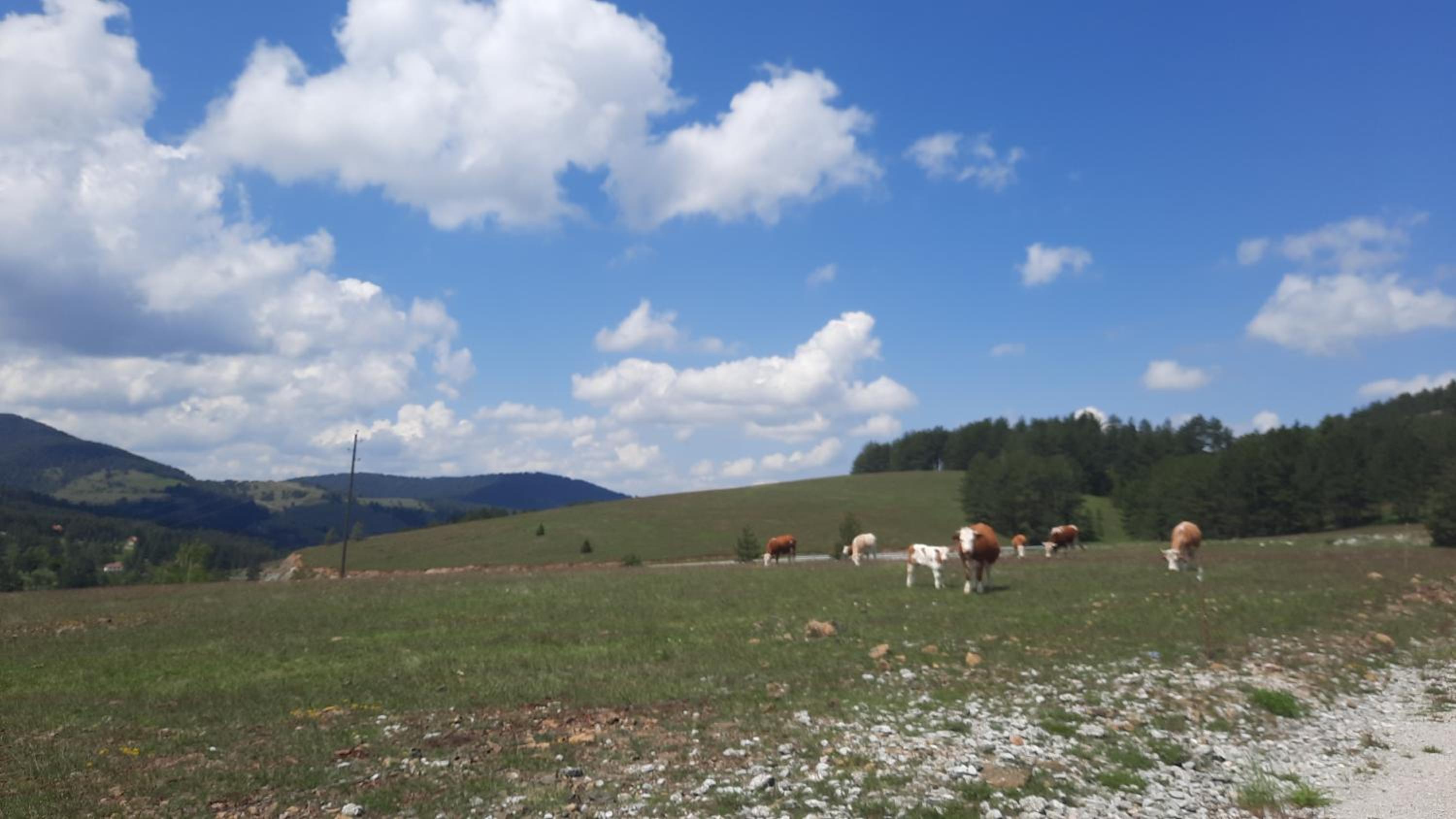 Pogled Apartmani - Zlatibor view 4
