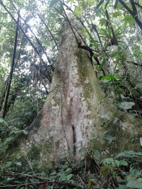 Rainforest Hut
