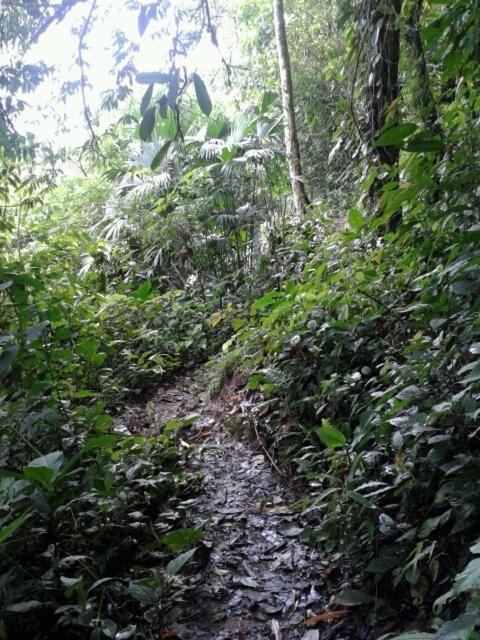 Rainforest Hut