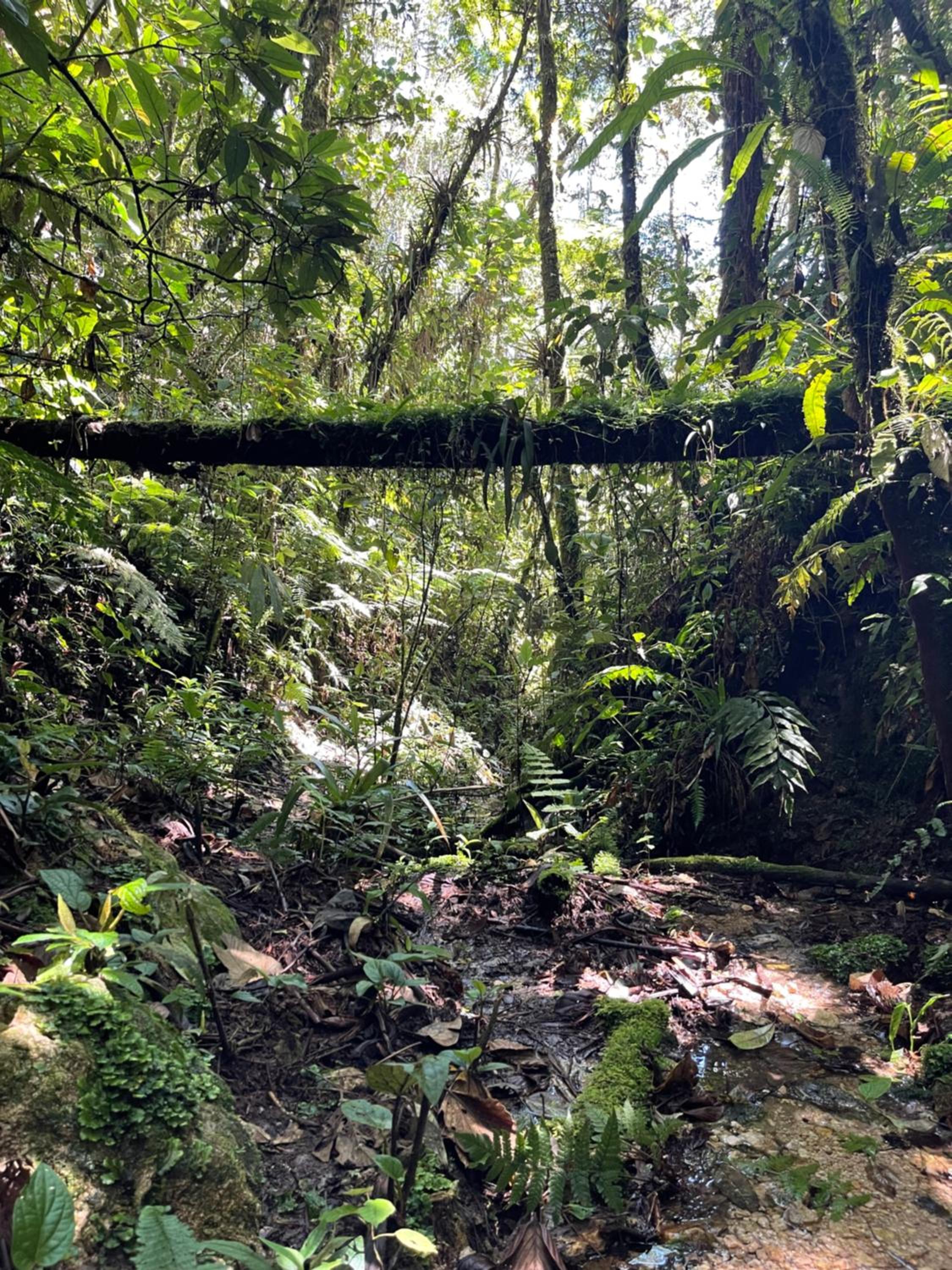 Camona Ecolodge