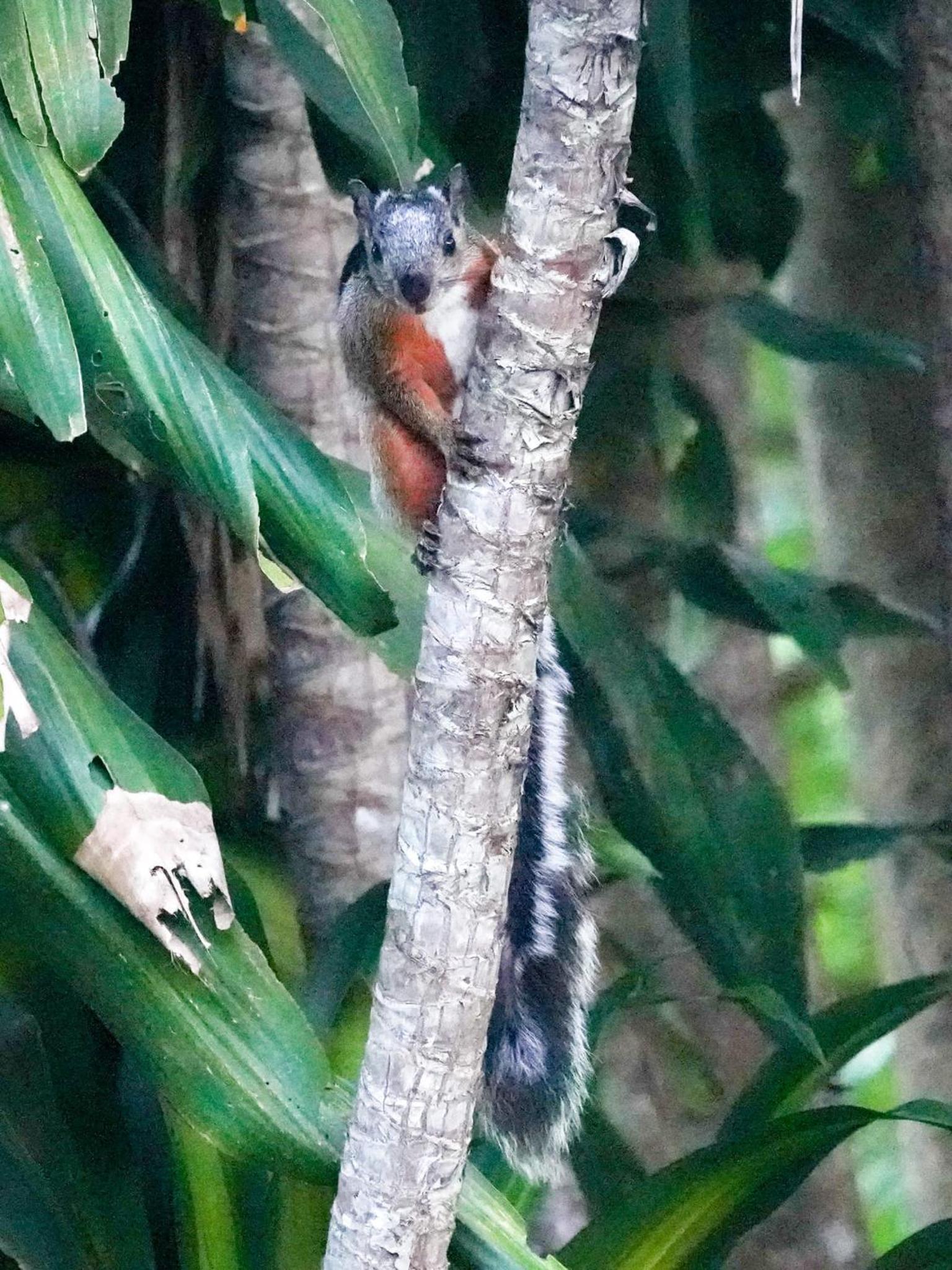 Campo Azul - Monteverde