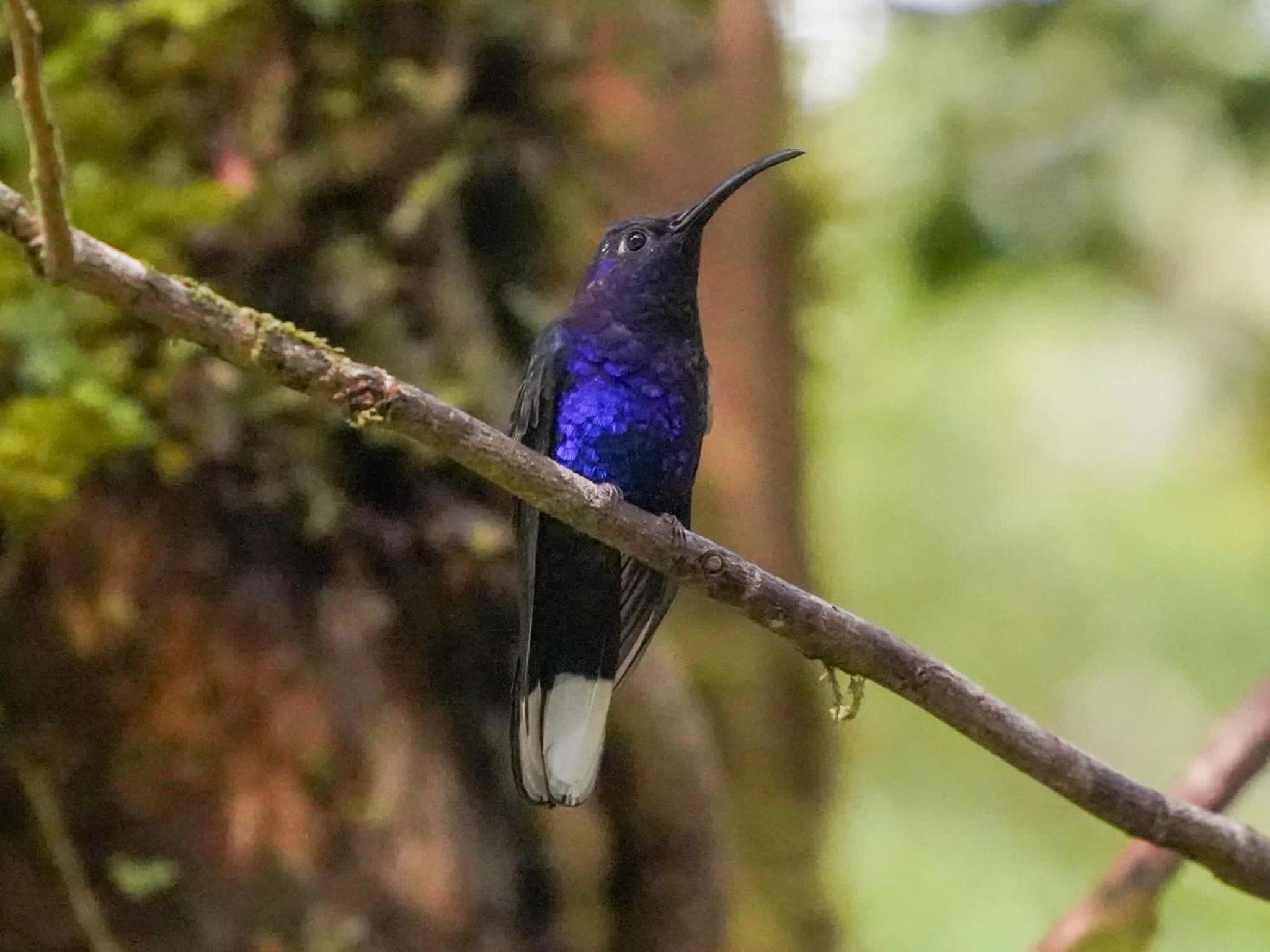 Campo Azul - Monteverde