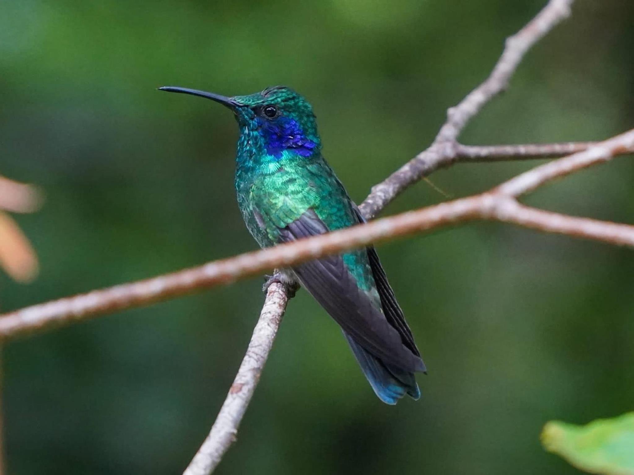Campo Azul - Monteverde