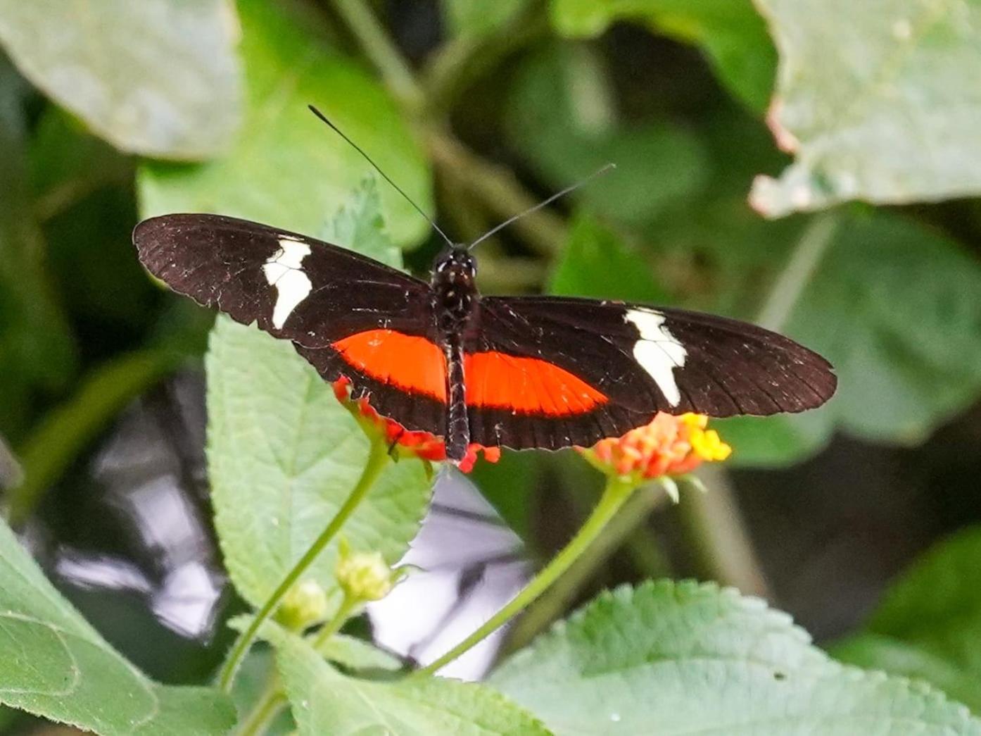 Campo Azul - Monteverde