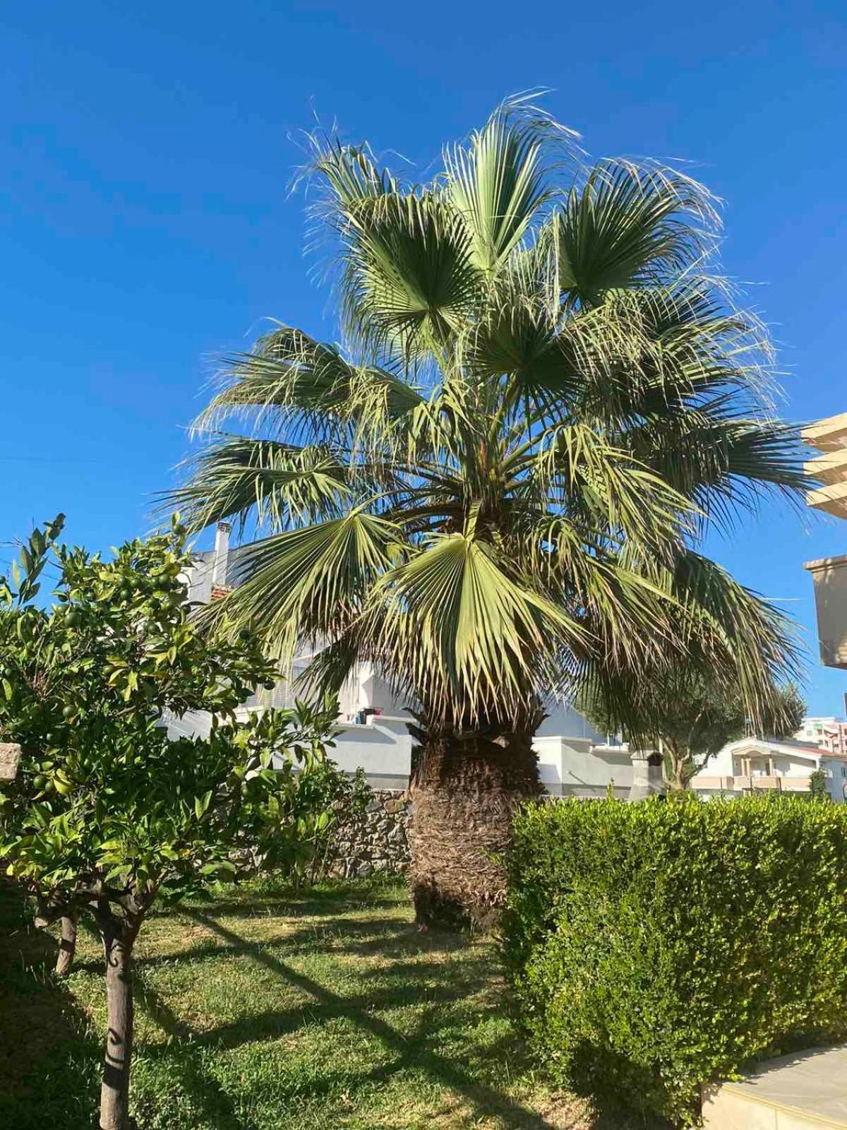 Ceka Apartments
