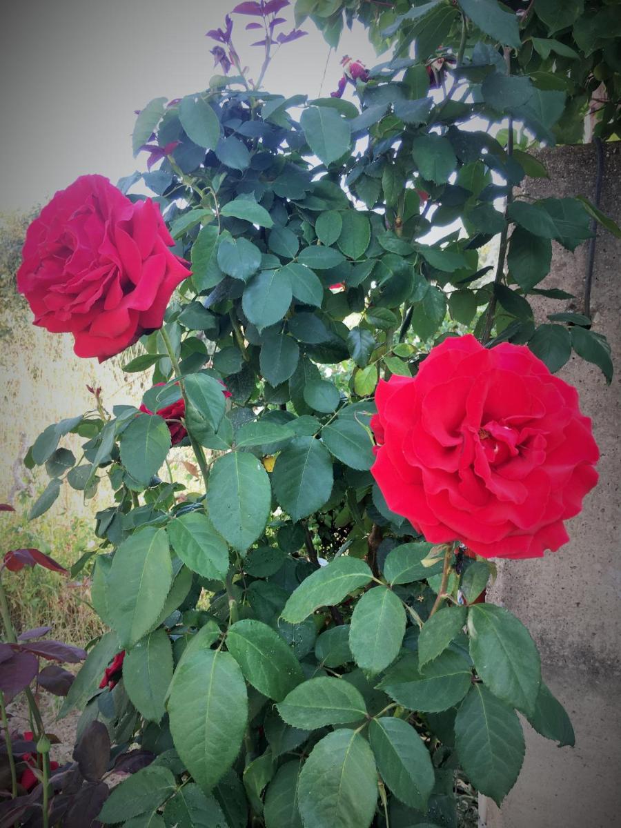 Photo 38