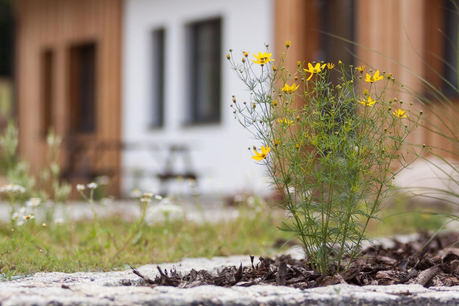 Apartmán Devítka Resort pod Špičákem