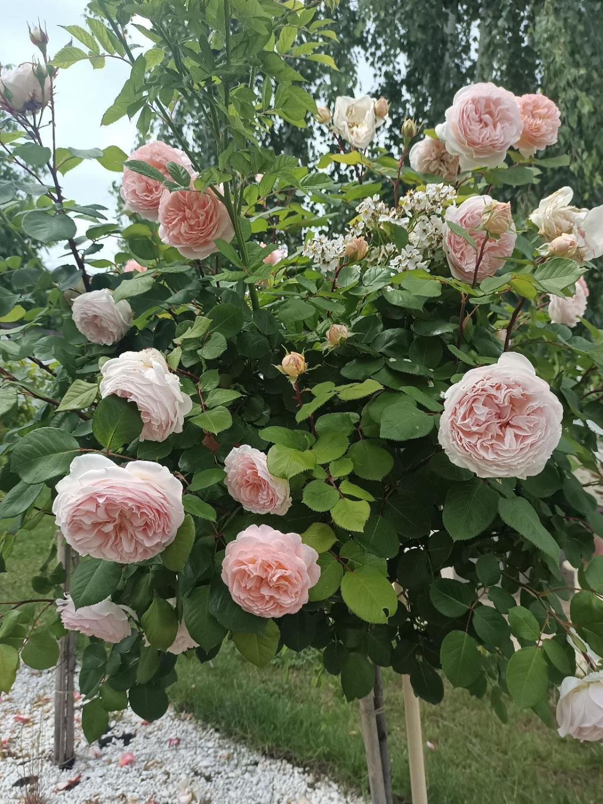 Virginia Gardens