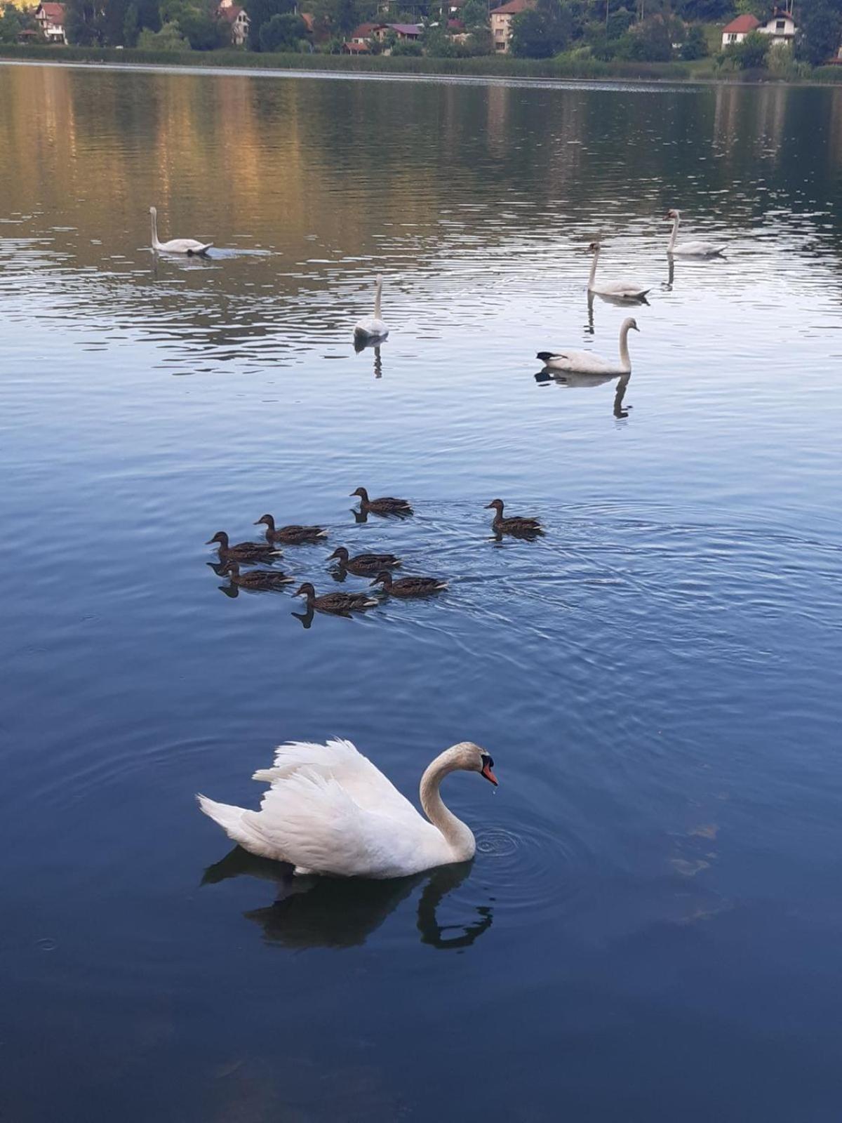 Vila Oaza - Zvorničko jezero