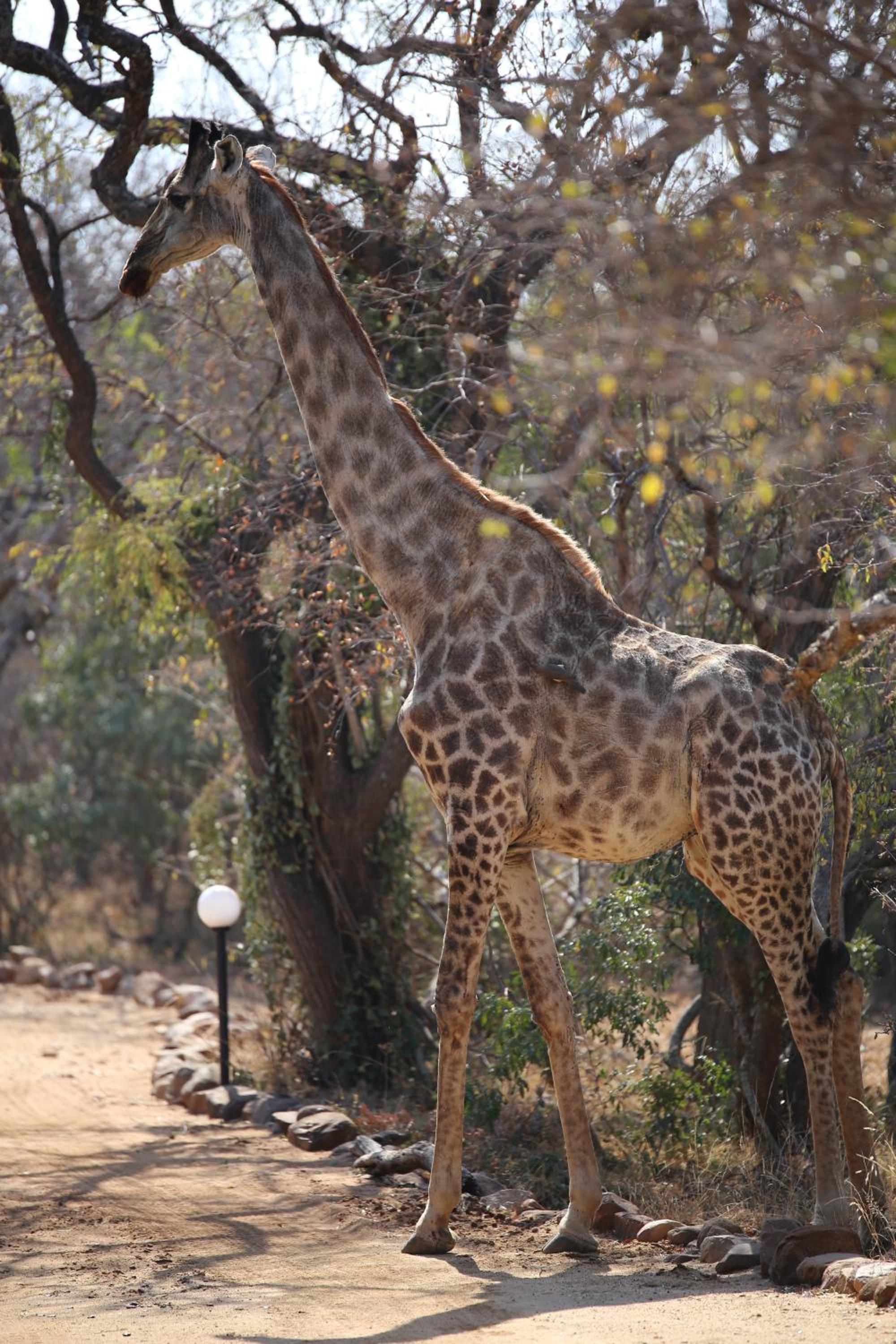 Bona Intaba Game Lodge