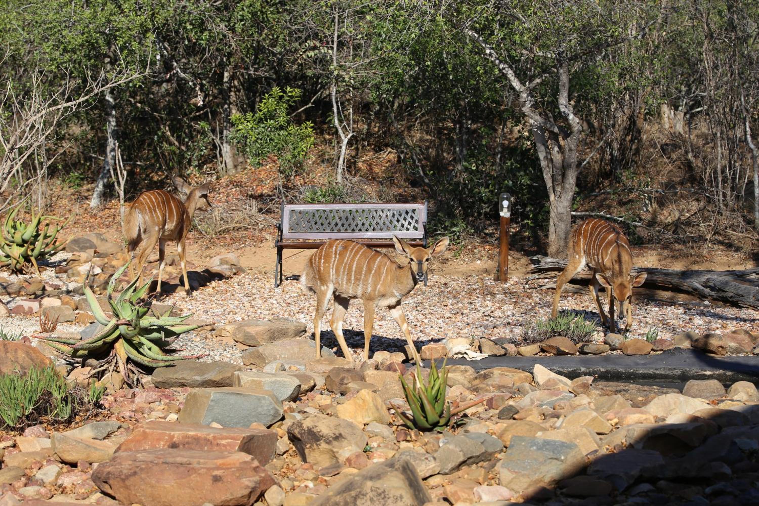 Bona Intaba Game Lodge