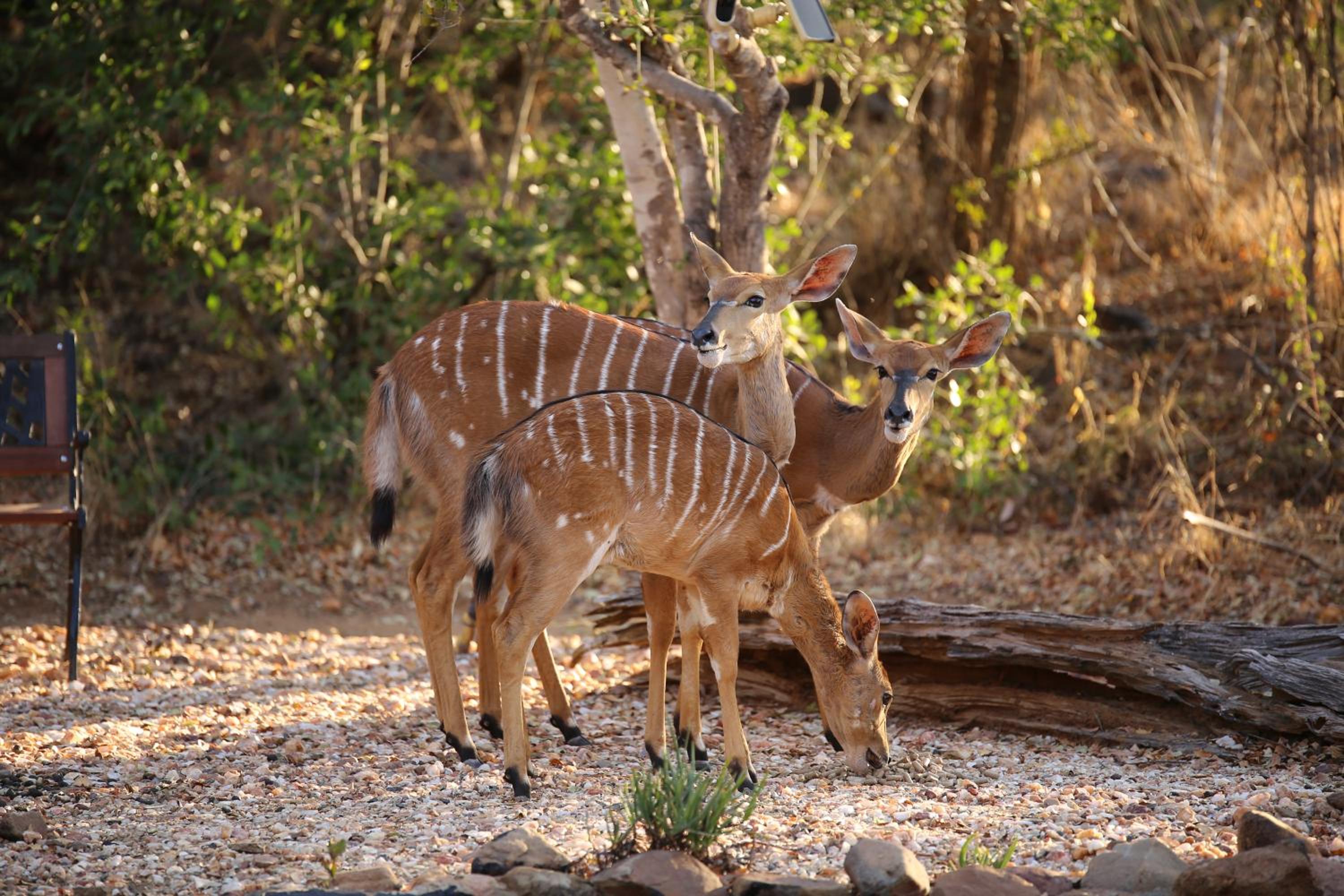 Bona Intaba Game Lodge