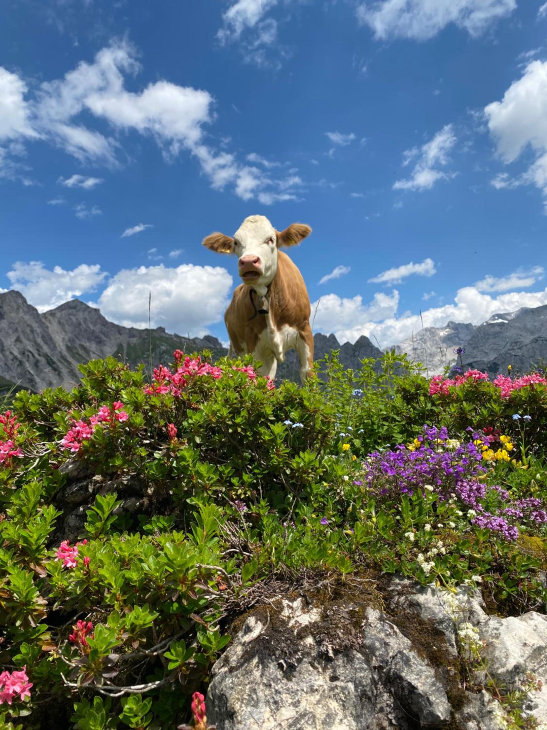 Neues Luxus APARTMENT DACHSTEIN - Ramsau am Dachstein - direkt an der Loipe