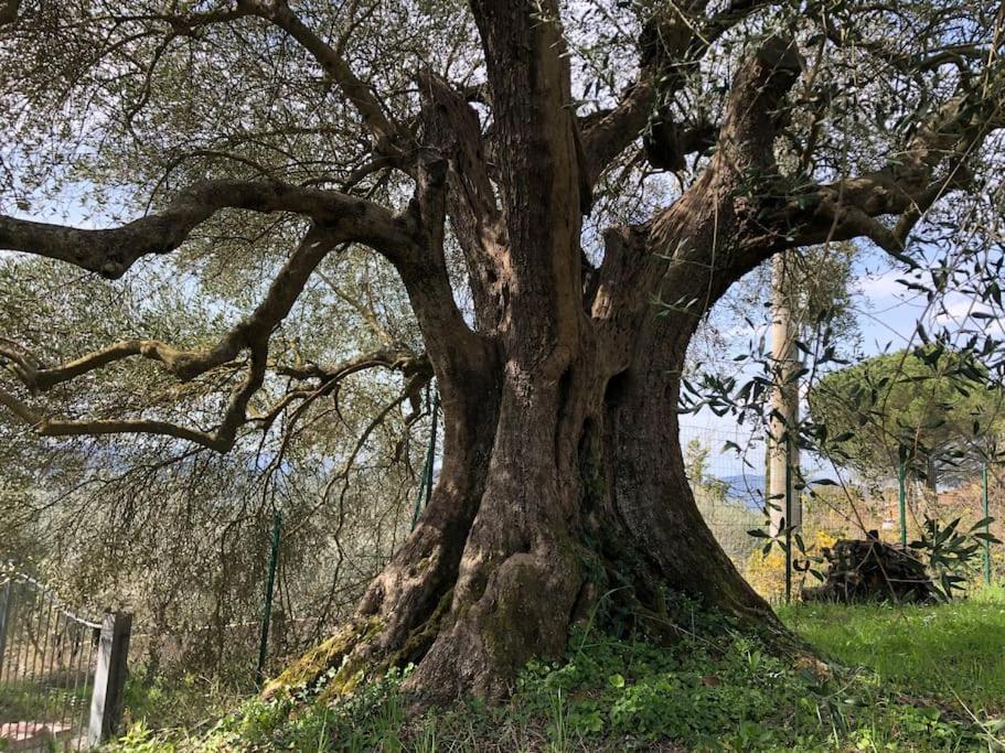 LA VIGNA Agriturismo