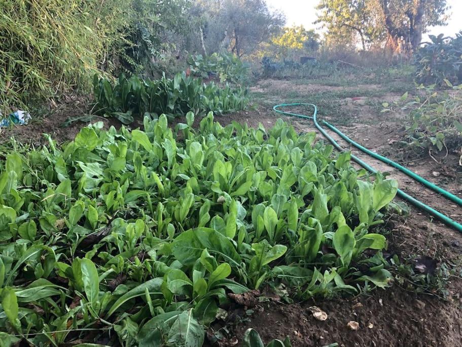 LA VIGNA Agriturismo
