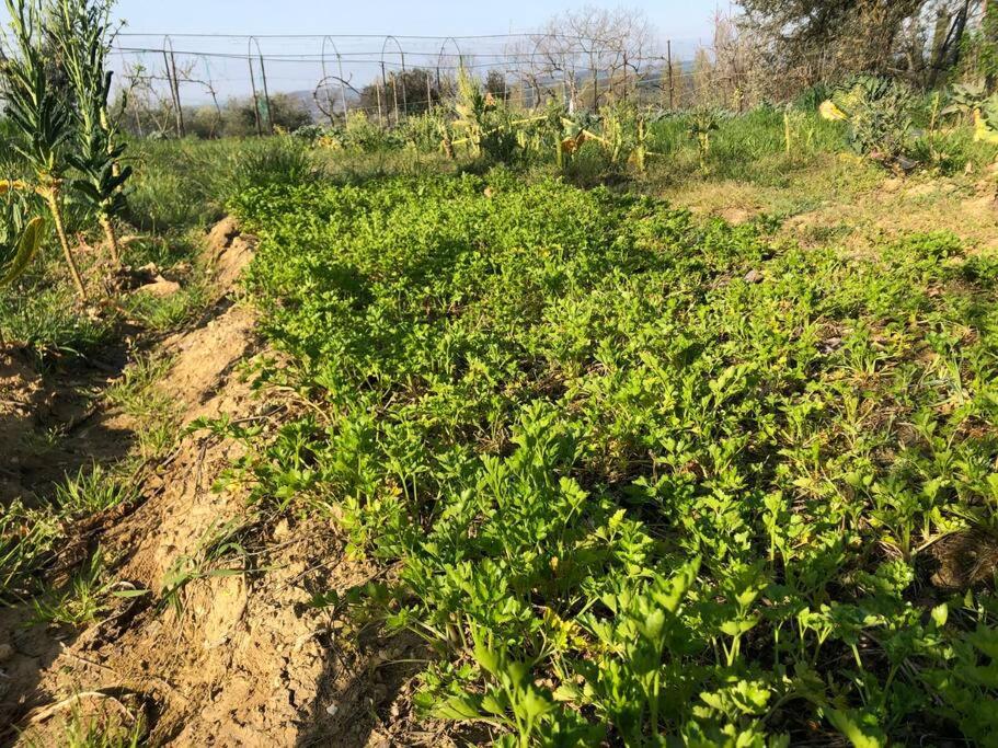 LA VIGNA Agriturismo