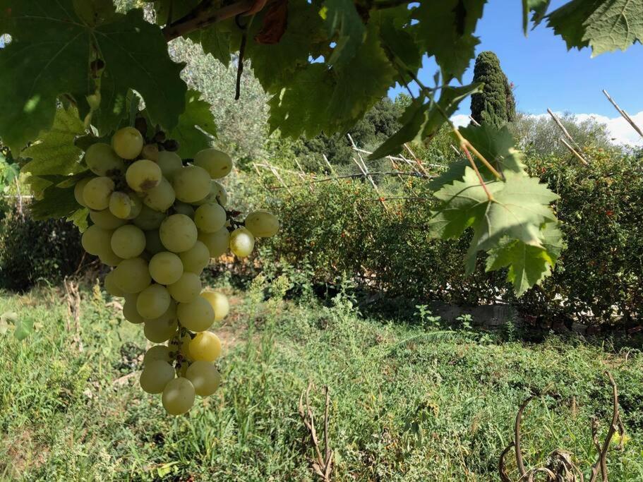 LA VIGNA Agriturismo