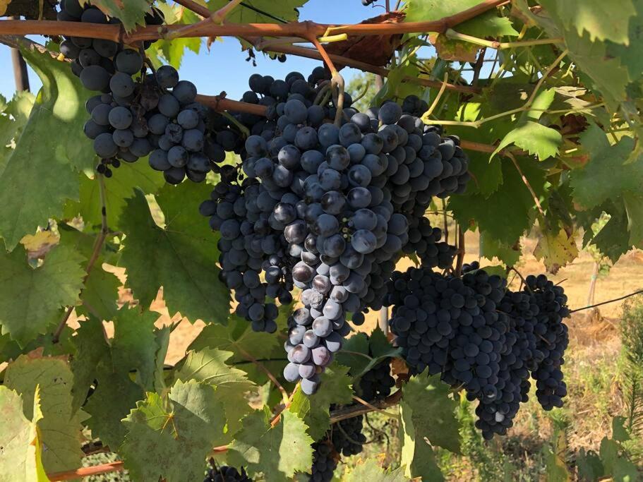 LA VIGNA Agriturismo