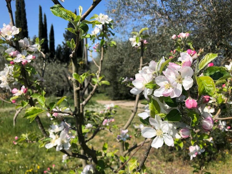 LA VIGNA Agriturismo