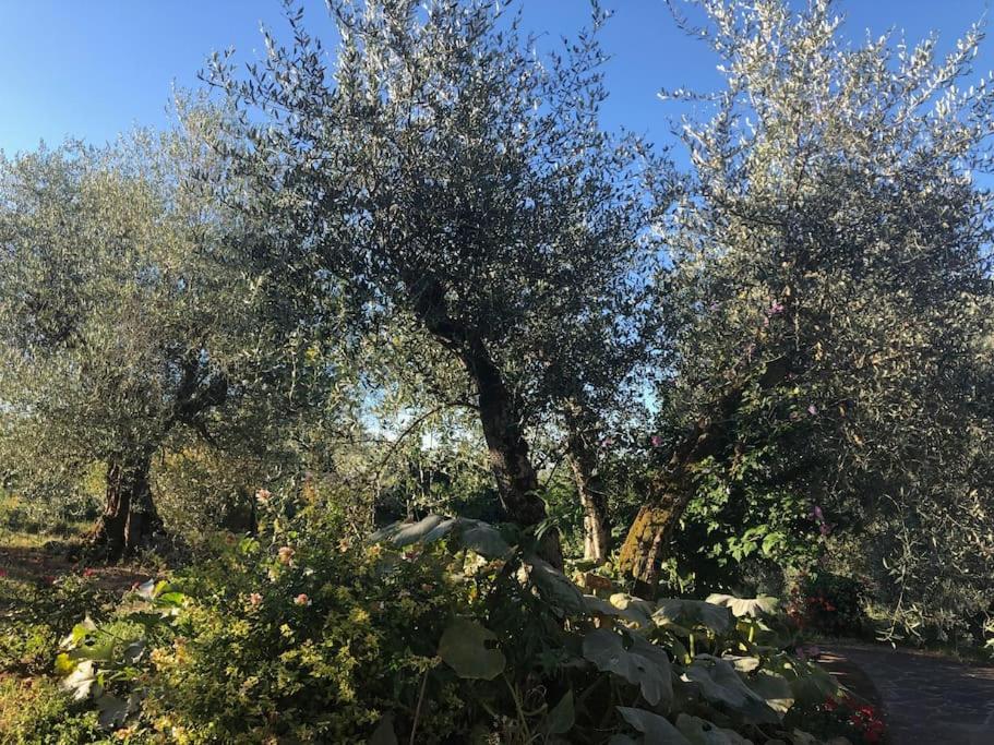 LA VIGNA Agriturismo