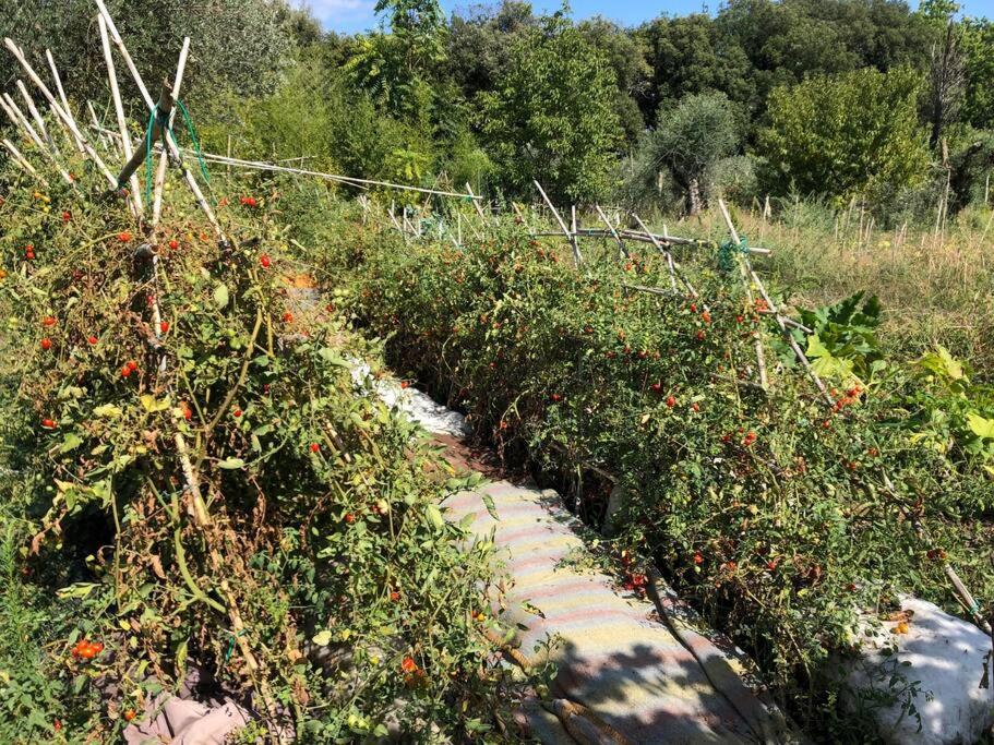 LA VIGNA Agriturismo