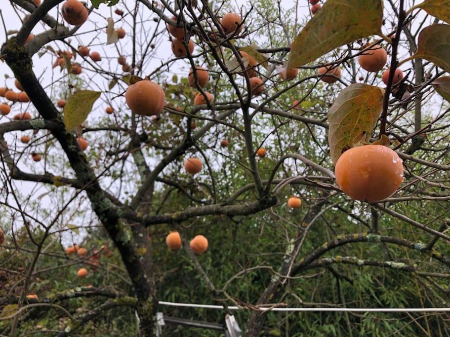 LA VIGNA Agriturismo