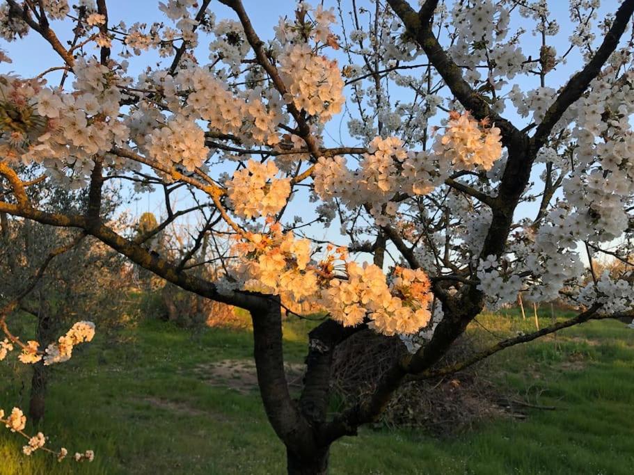 LA VIGNA Agriturismo