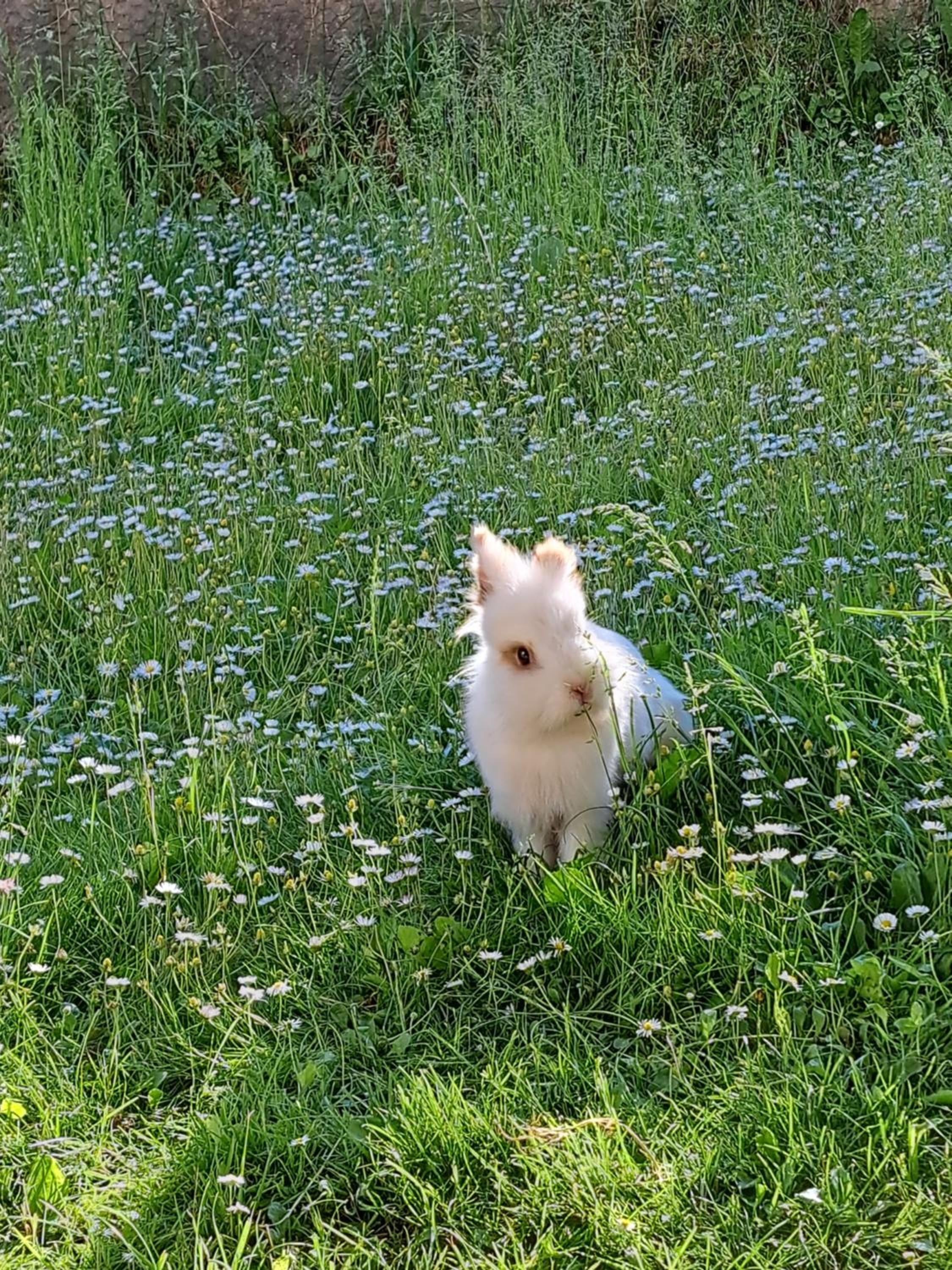 Photo 96