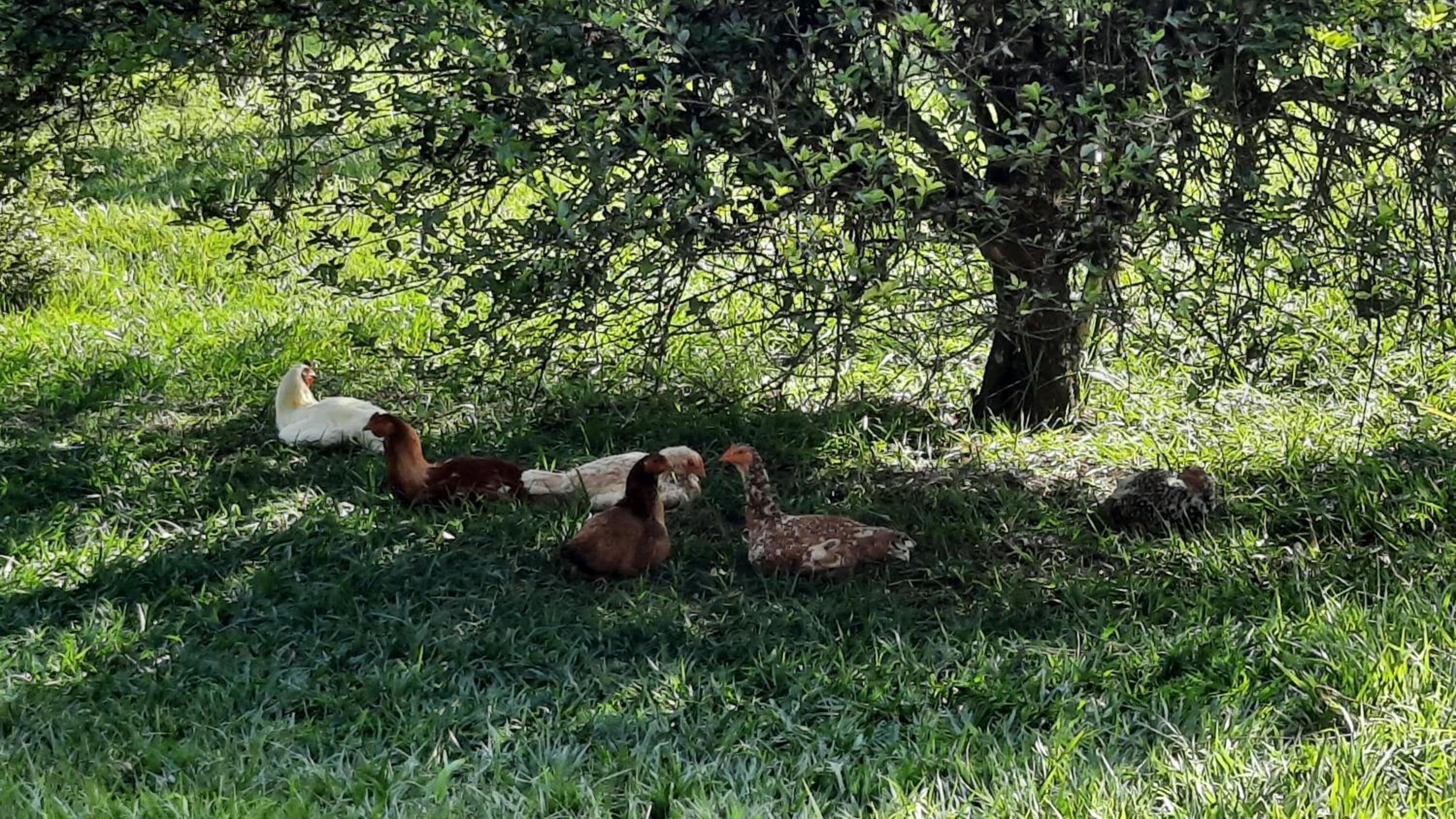 Fazenda Maria Faceira