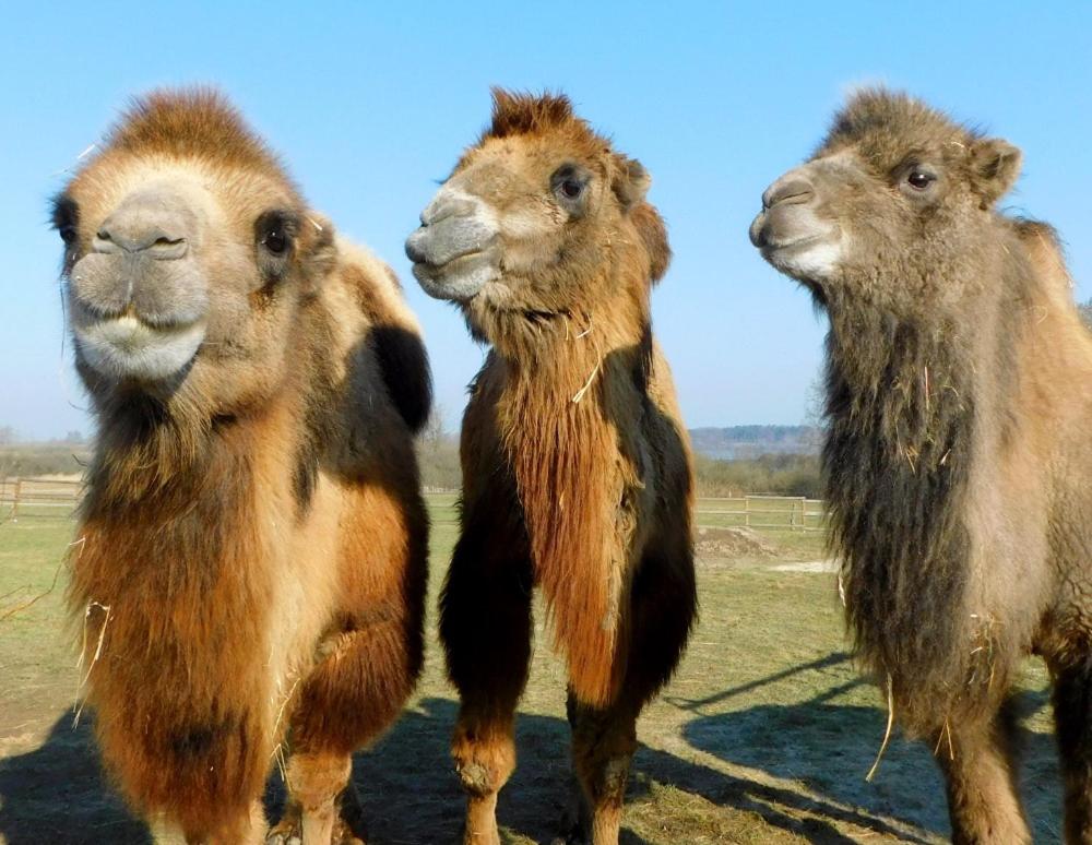 Wellness zoo apartmány Lhota