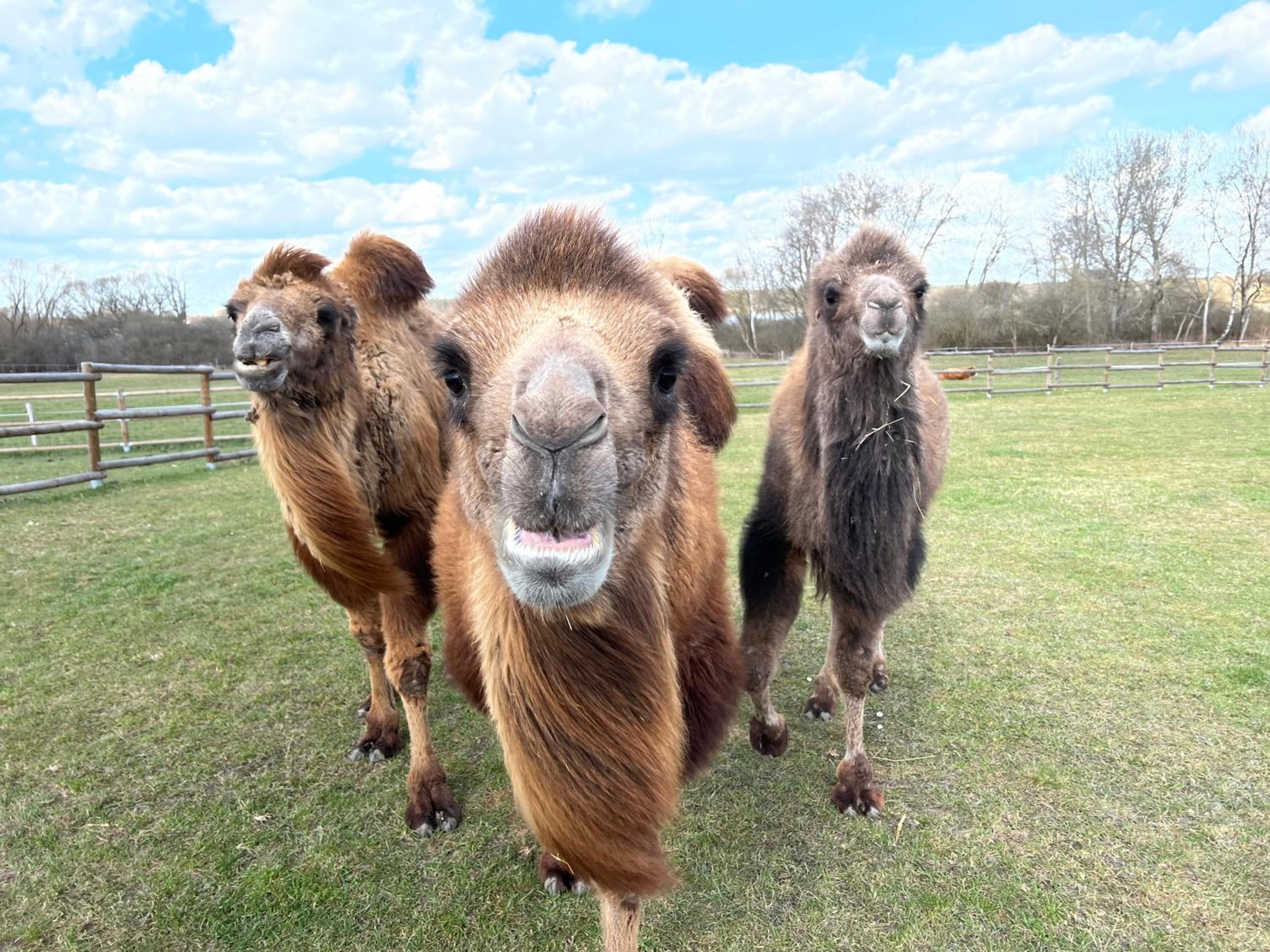 Wellness zoo apartmány Lhota
