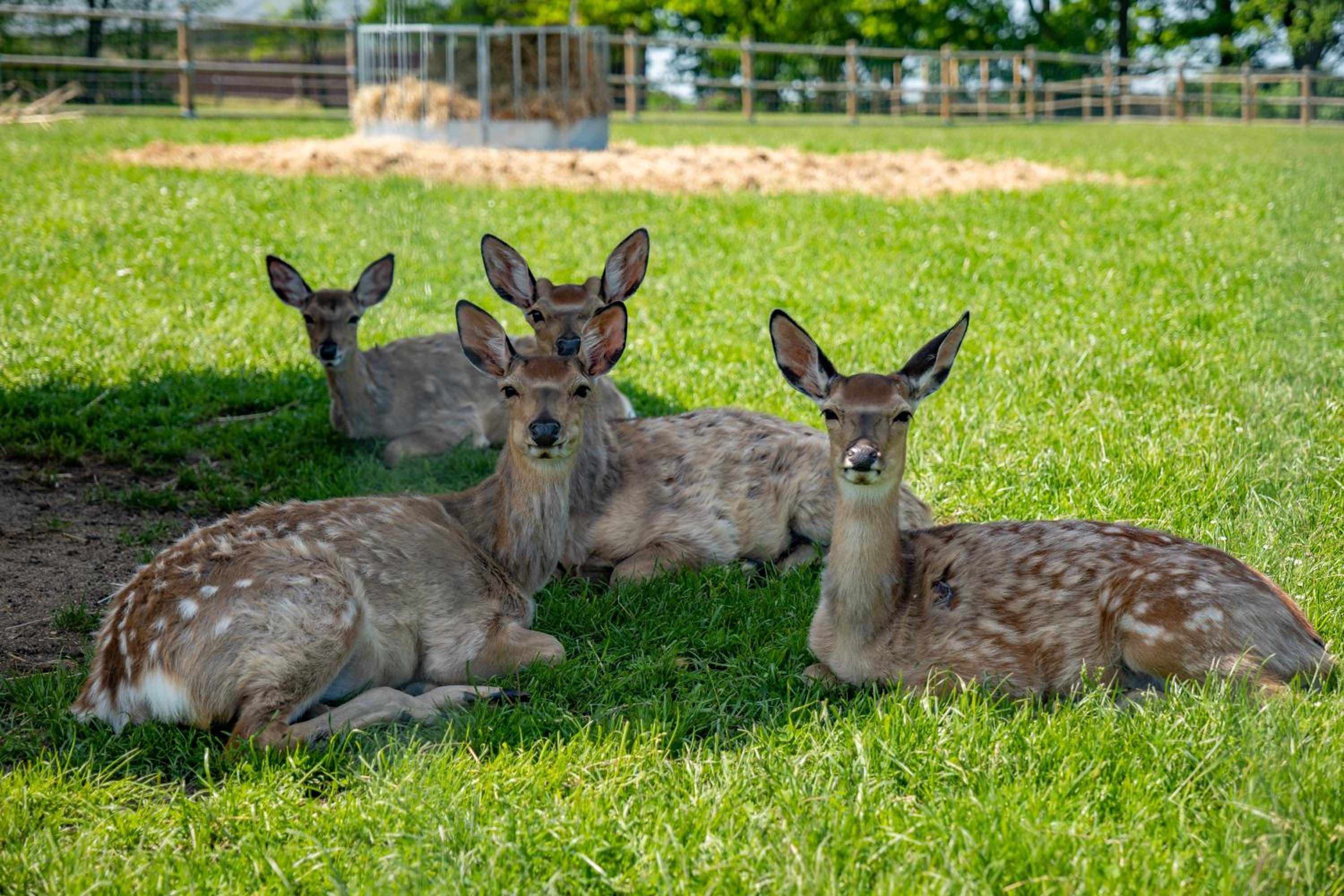 Wellness zoo apartmány Lhota