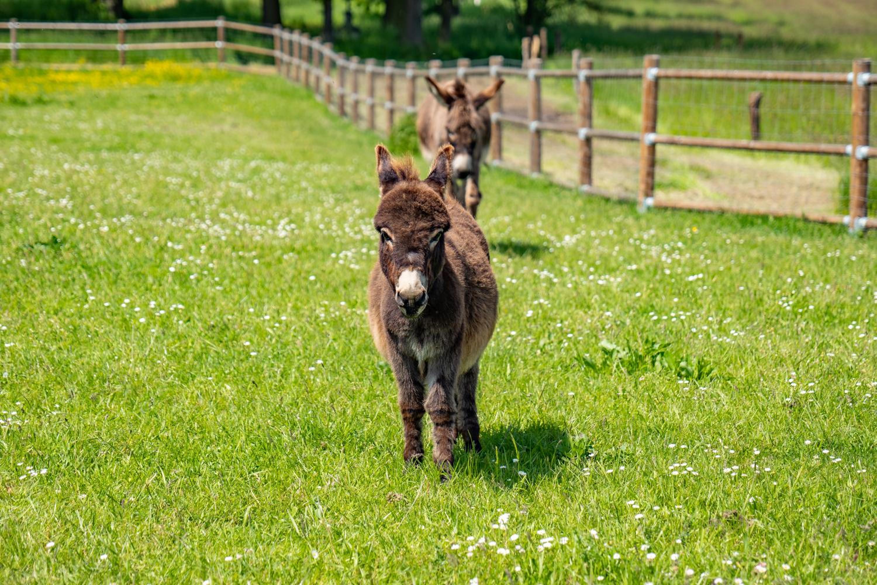 Wellness zoo apartmány Lhota